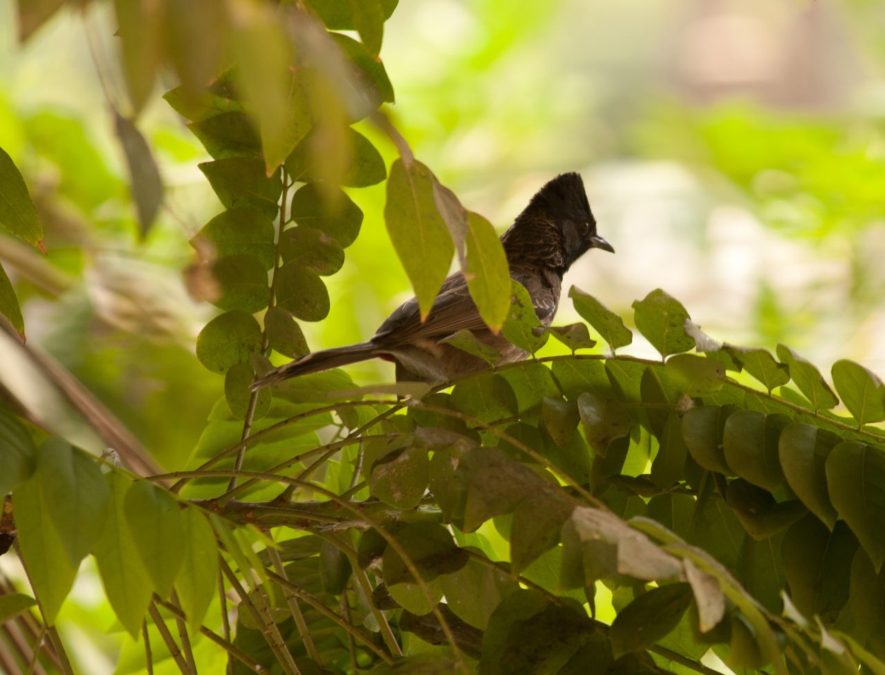 Beautiful Bird Bulbul Stock Free