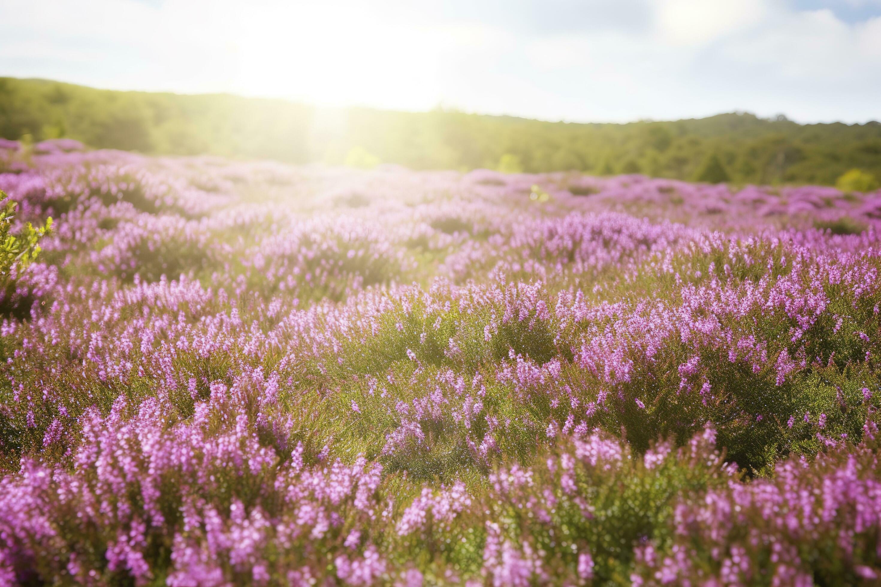 Erica Flower Field, Summer Season , generate ai Stock Free