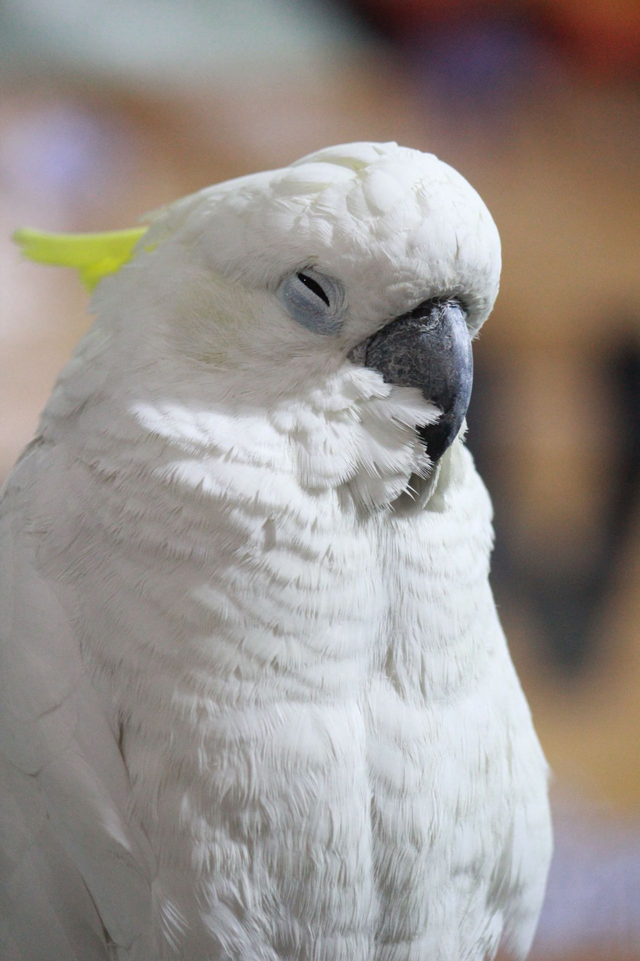 Cockatoo Bird White Stock Free