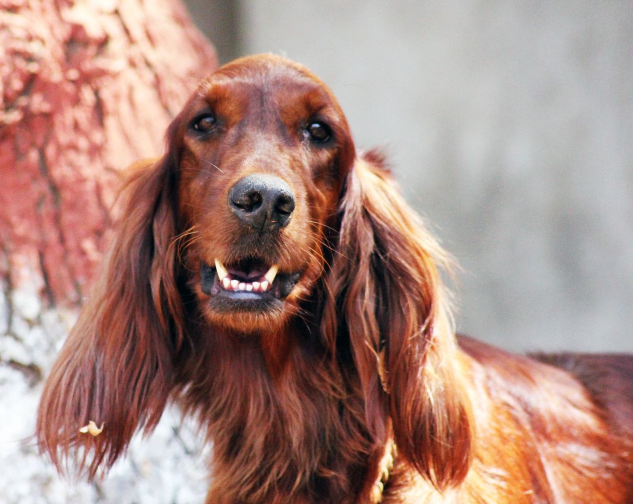 American Cocker Spaniel Dog Stock Free