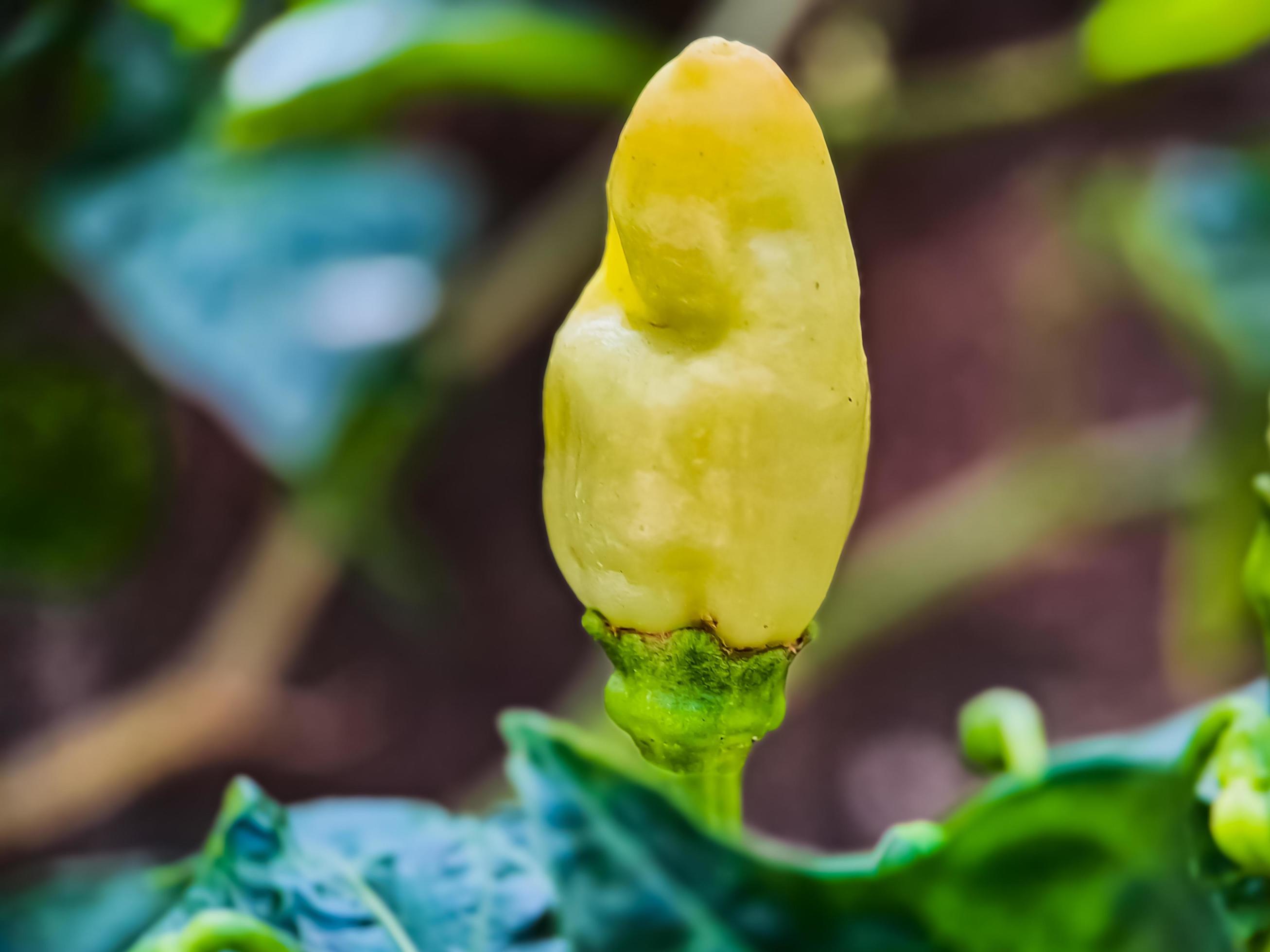 Little red cayenne pepper on organic garden farm. plants that are food and plants Stock Free