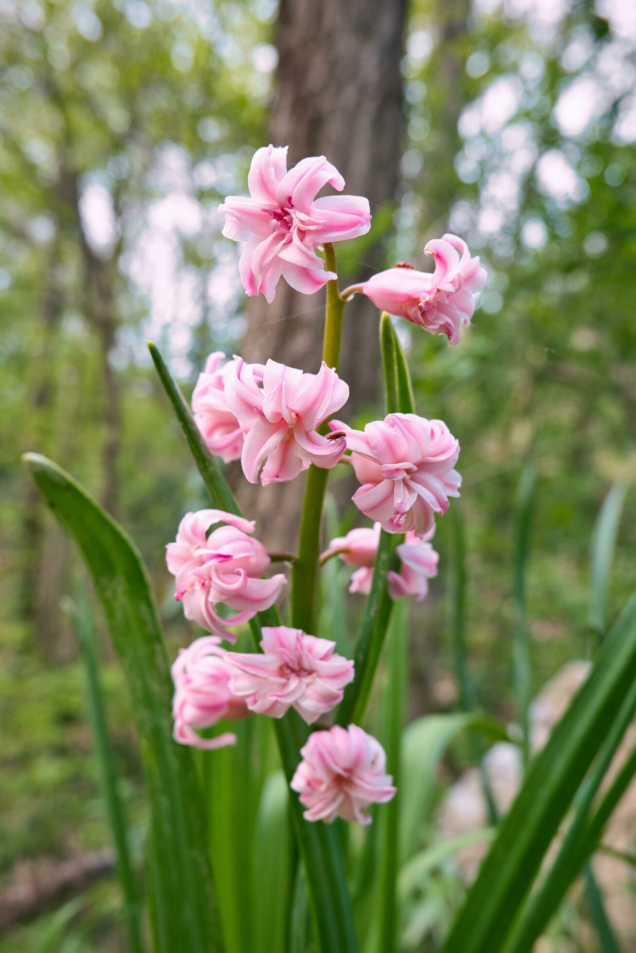 Closeup shot of beautiful delicate pink flowers in the forest Stock Free