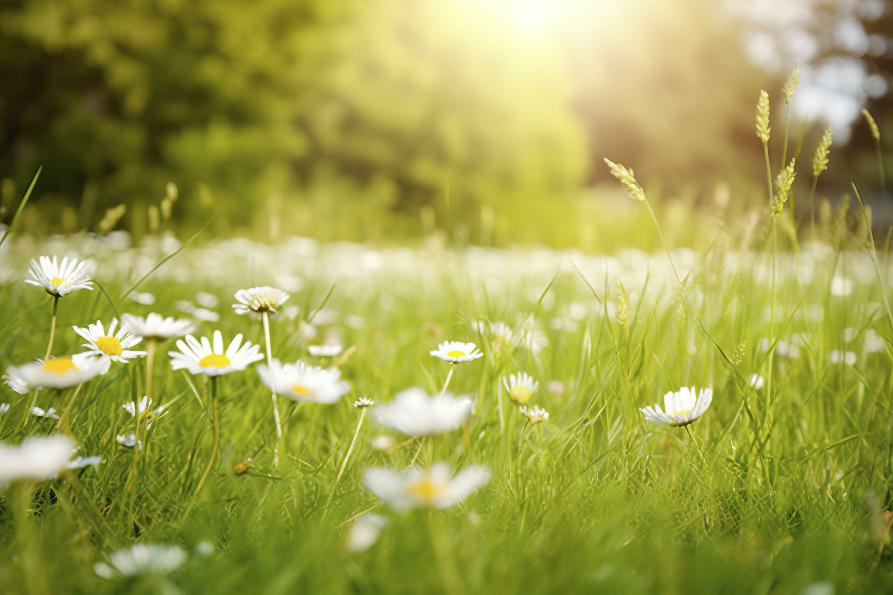 Sunny Spring Grass Meadow, Daisy Flowers , generate ai Stock Free