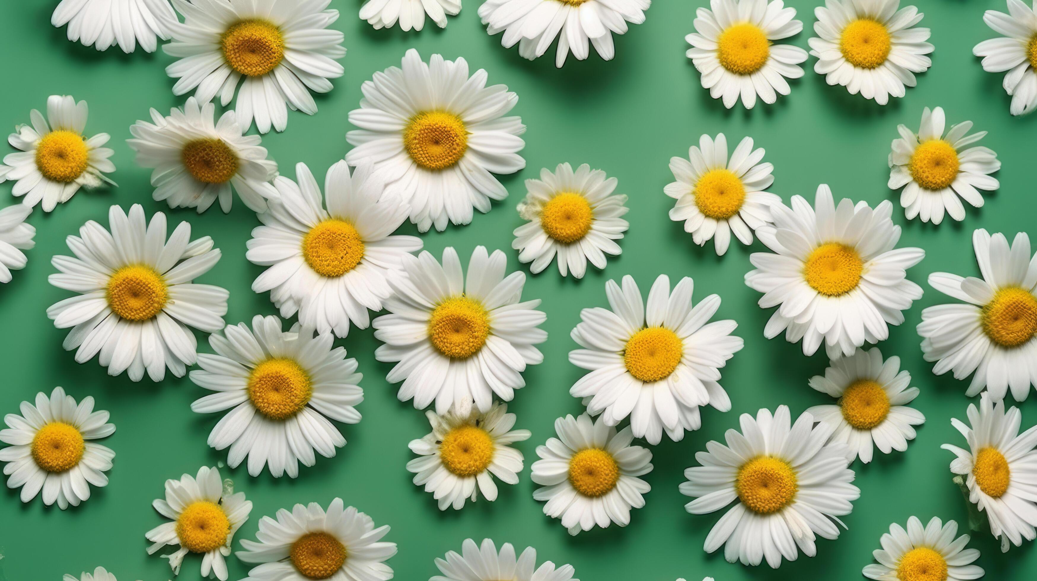 Chamomile flowers background. Illustration Stock Free