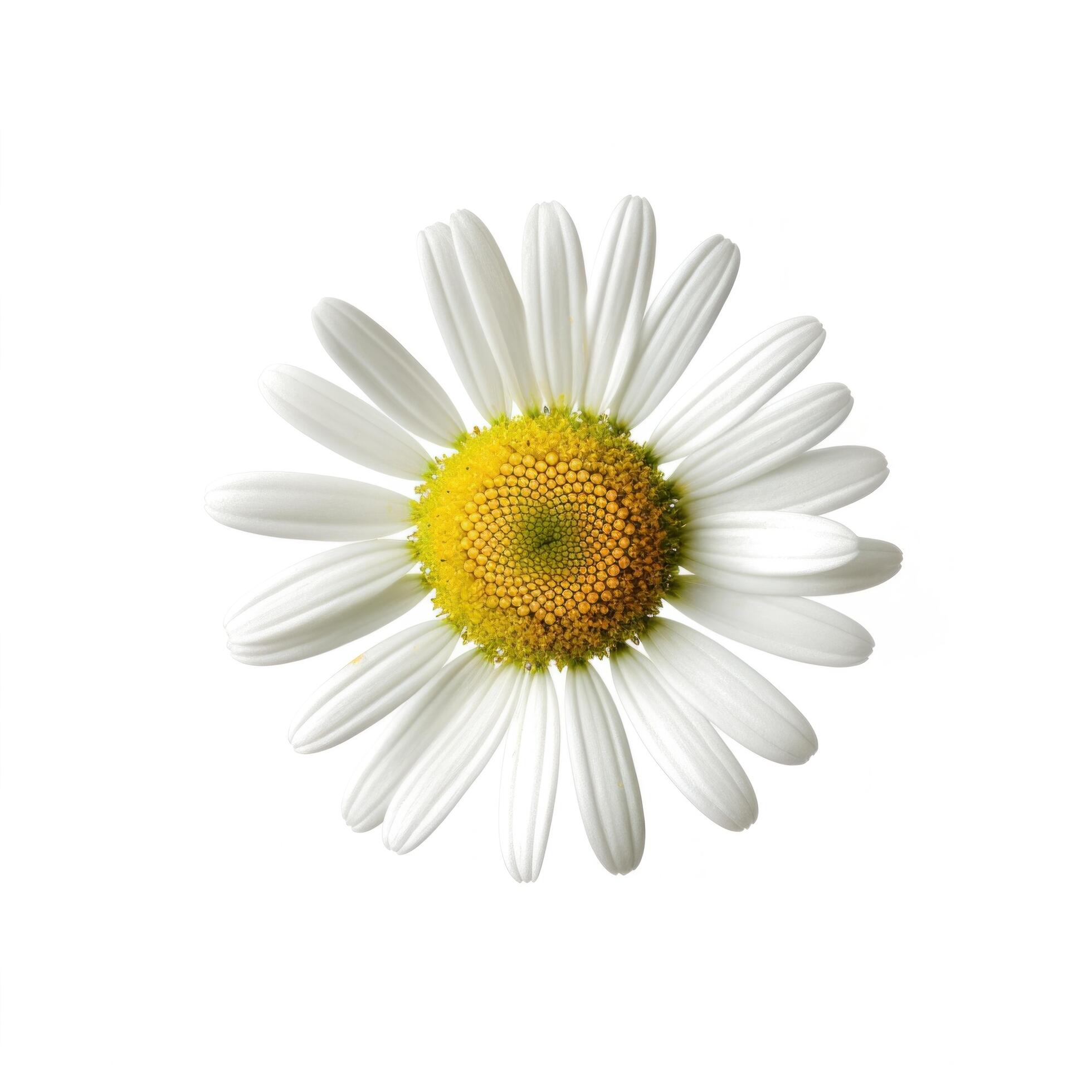 Chamomile flower isolated. Illustration Stock Free