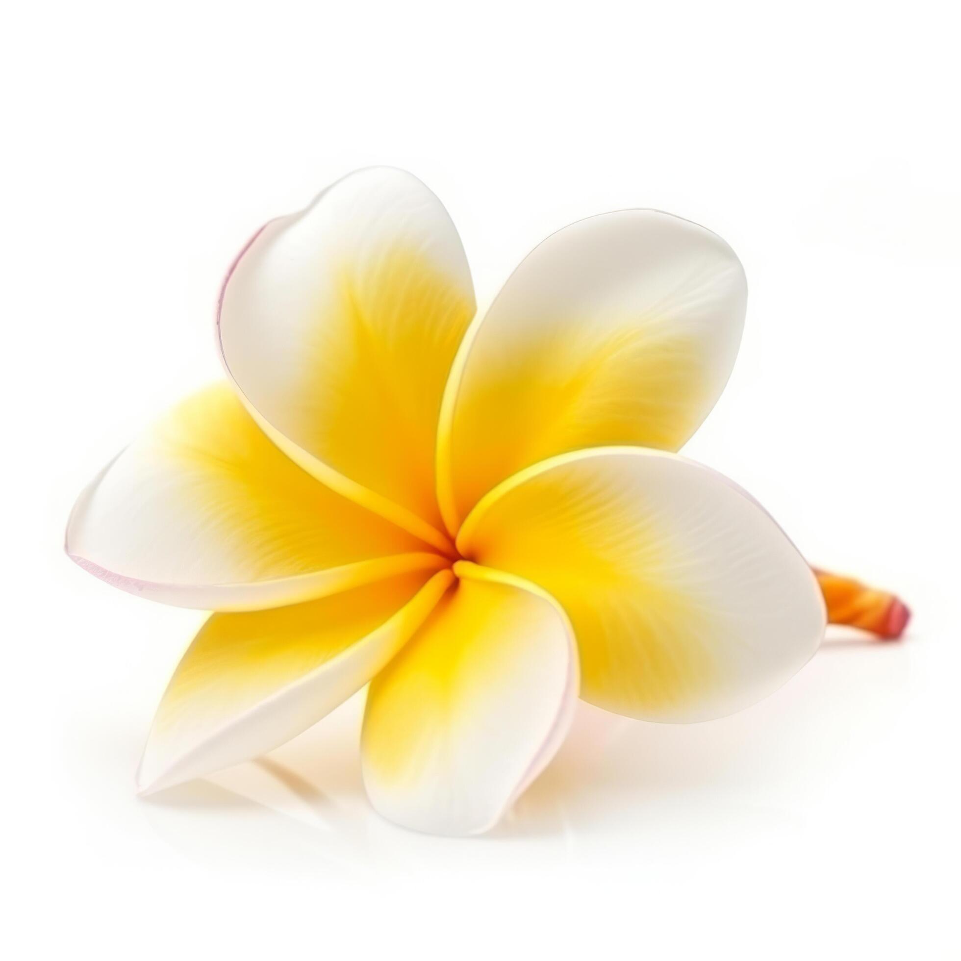 Plumeria flower isolated. Illustration Stock Free