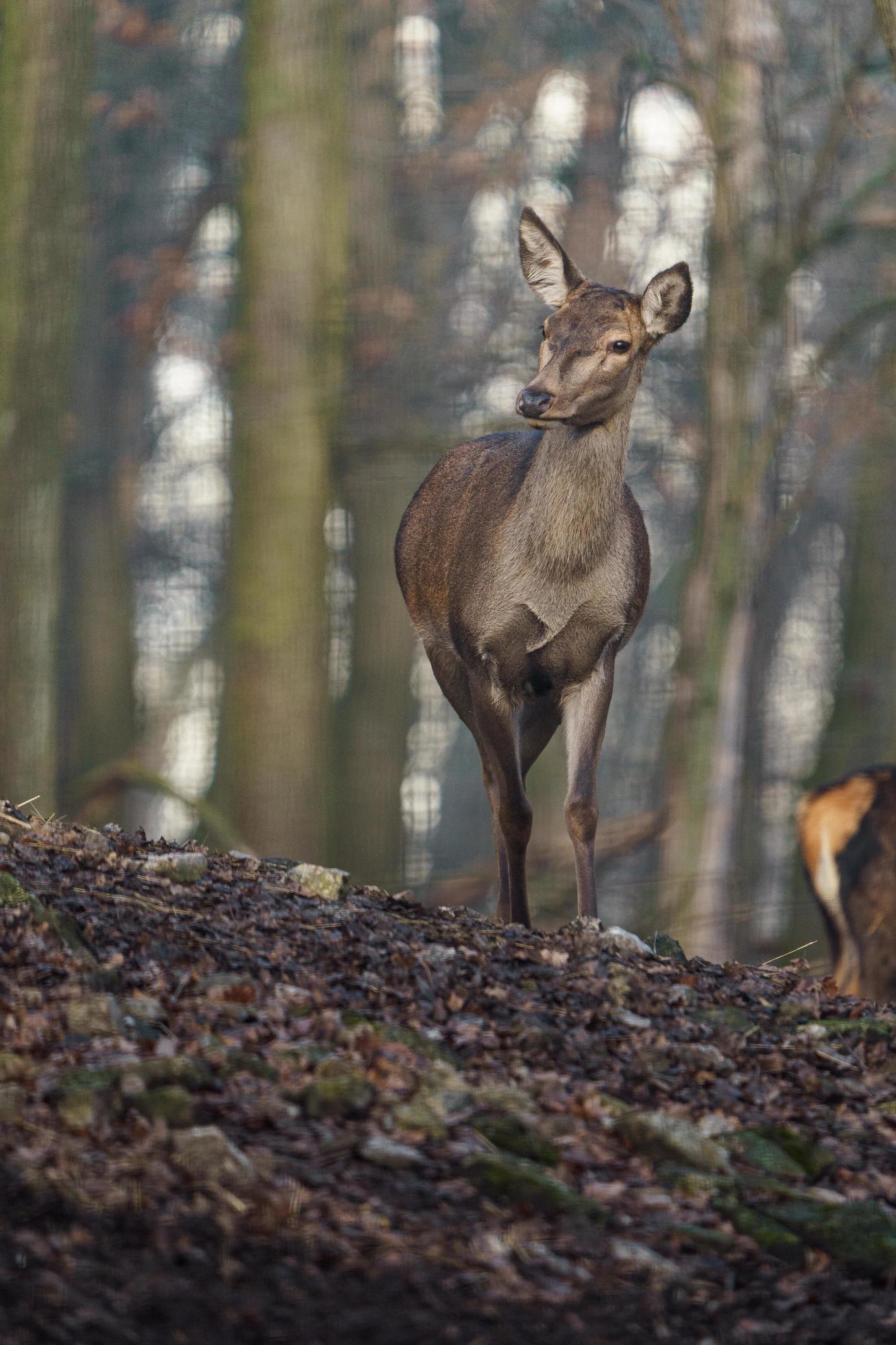 Red deer in forest Stock Free