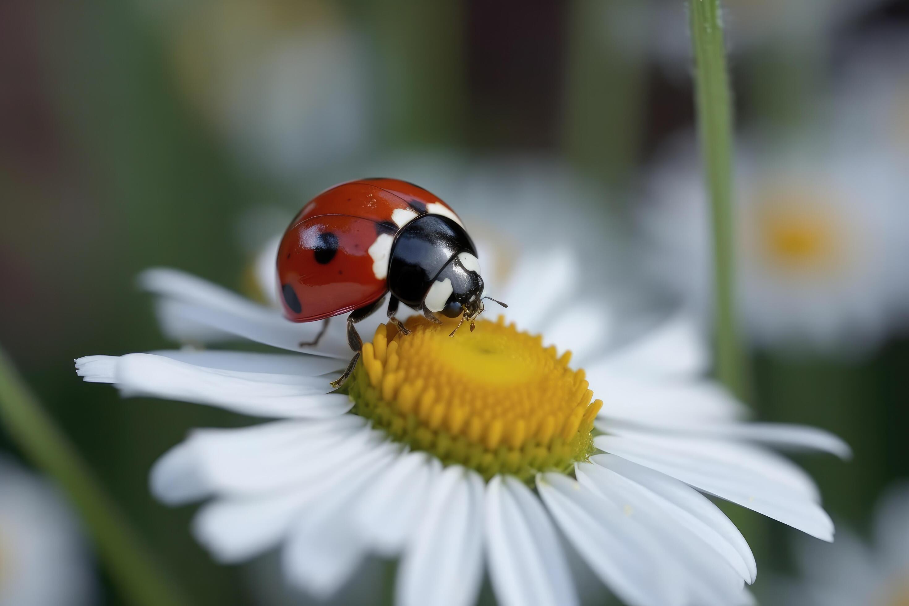 Ladybug on camomile flower, macro photography of ladybug, A cute red ladybug on a white chamomile flower with vibrant green leaves, Stock Free