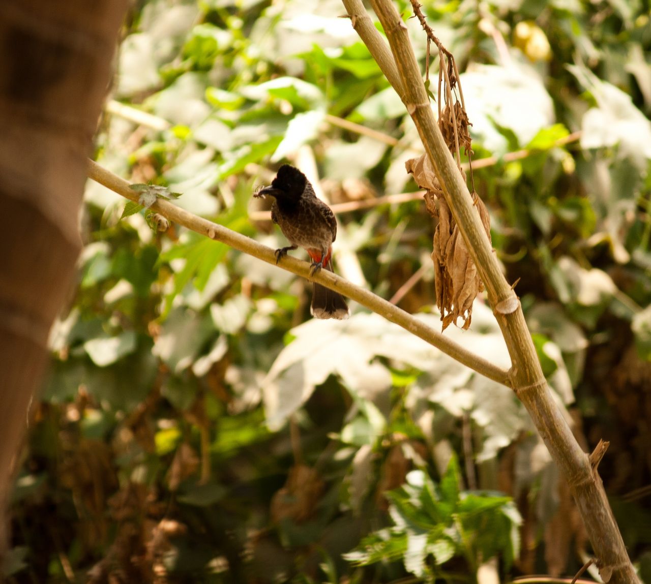 Birds Bulbul Stock Free