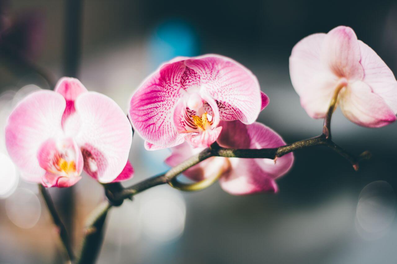 Pink & White Orchid Close-up Stock Free