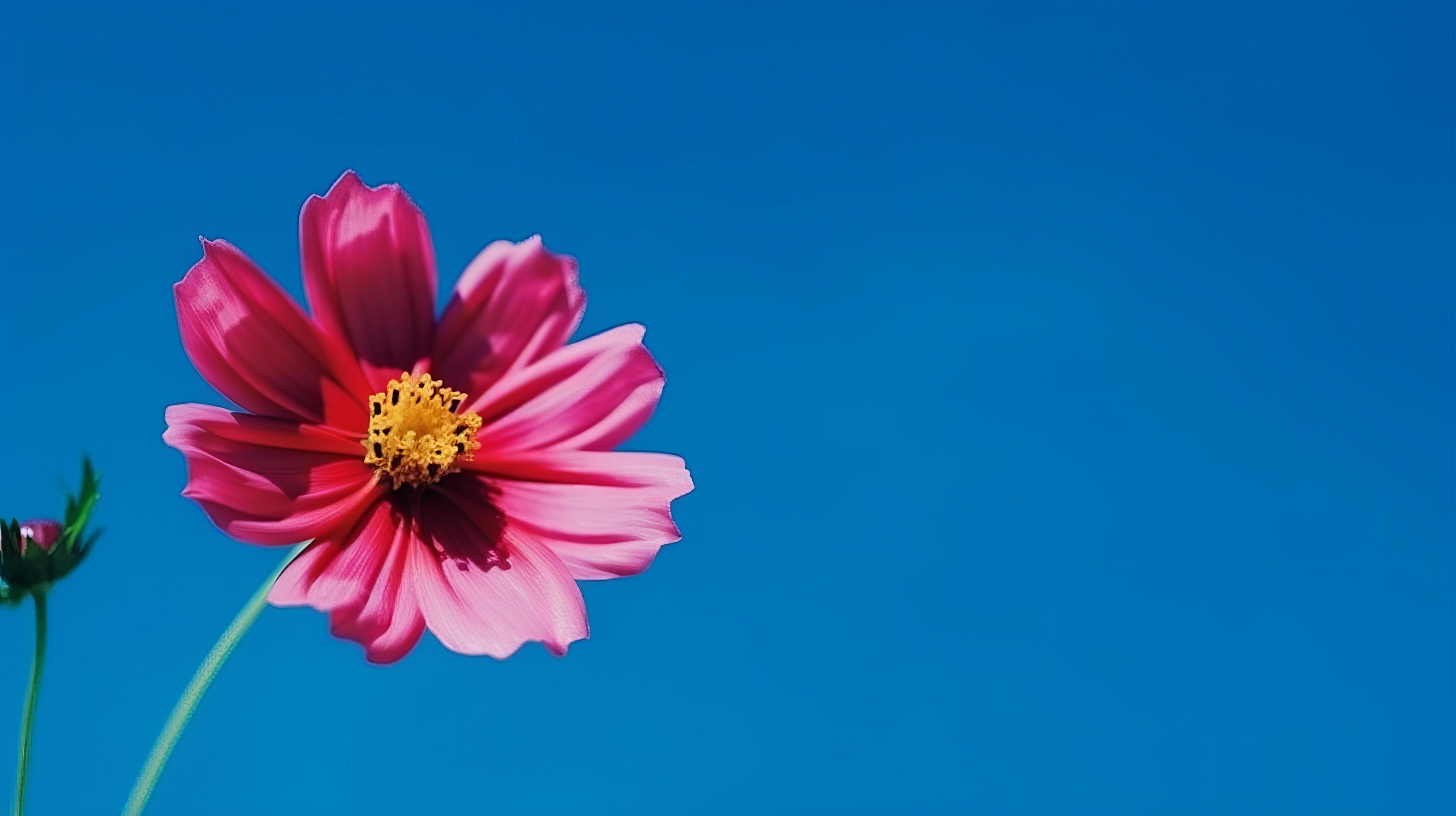 Cosmos flower over sky background. Illustration Stock Free