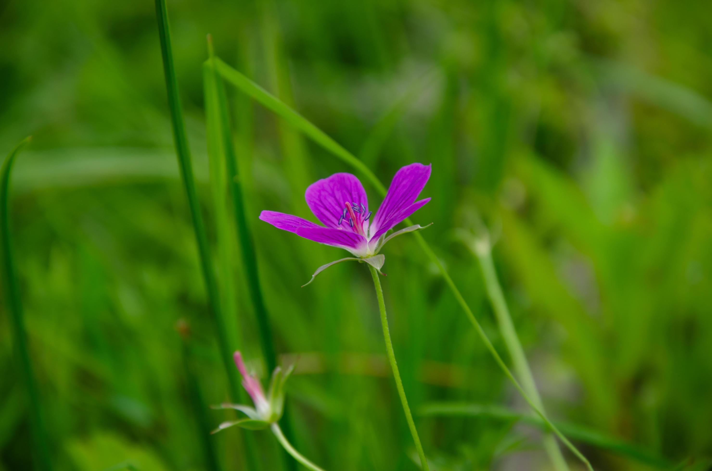 forest geranium flower grows in the forest, in the field Stock Free