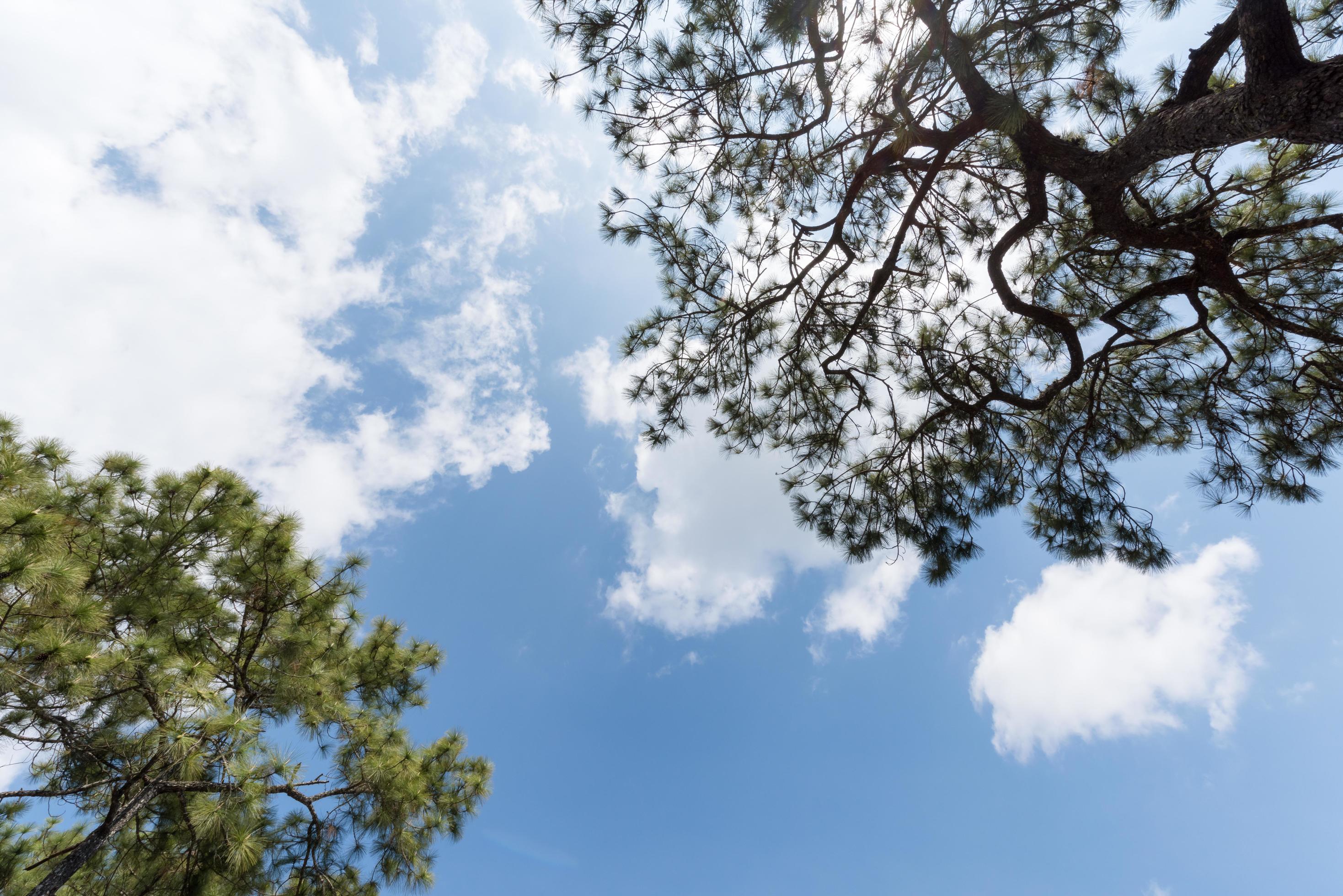 white cloudy and blue sky with pine tree Stock Free