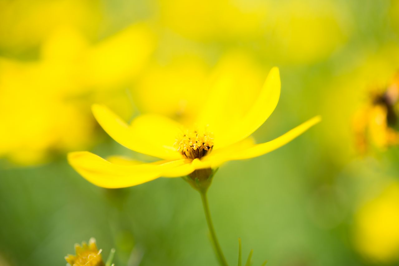 Yellow flower Stock Free