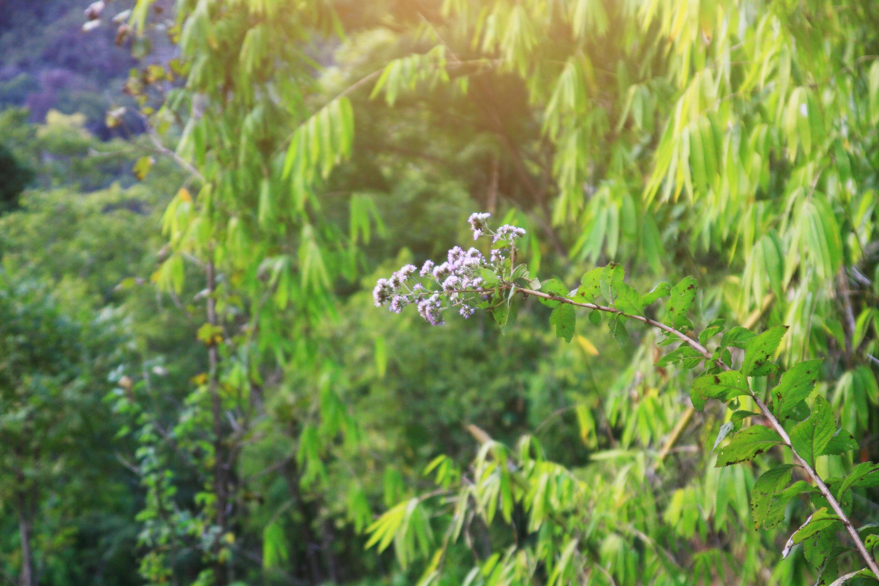 Anaphalis margaritacea Benth.wild flowers in forest with sunlight and blue sky on the mountain. Stock Free