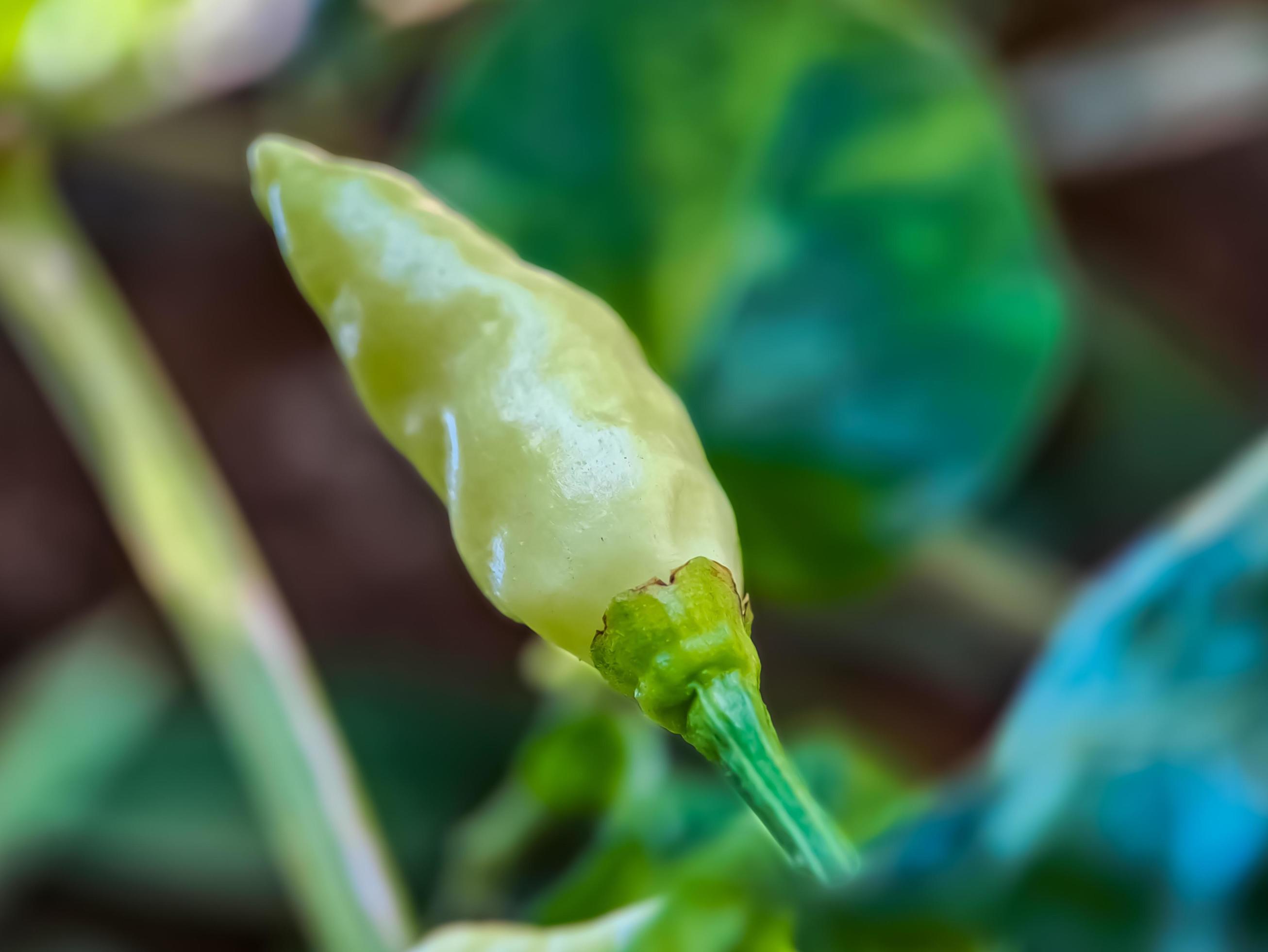 Little red cayenne pepper on organic garden farm. plants that are food and plants Stock Free