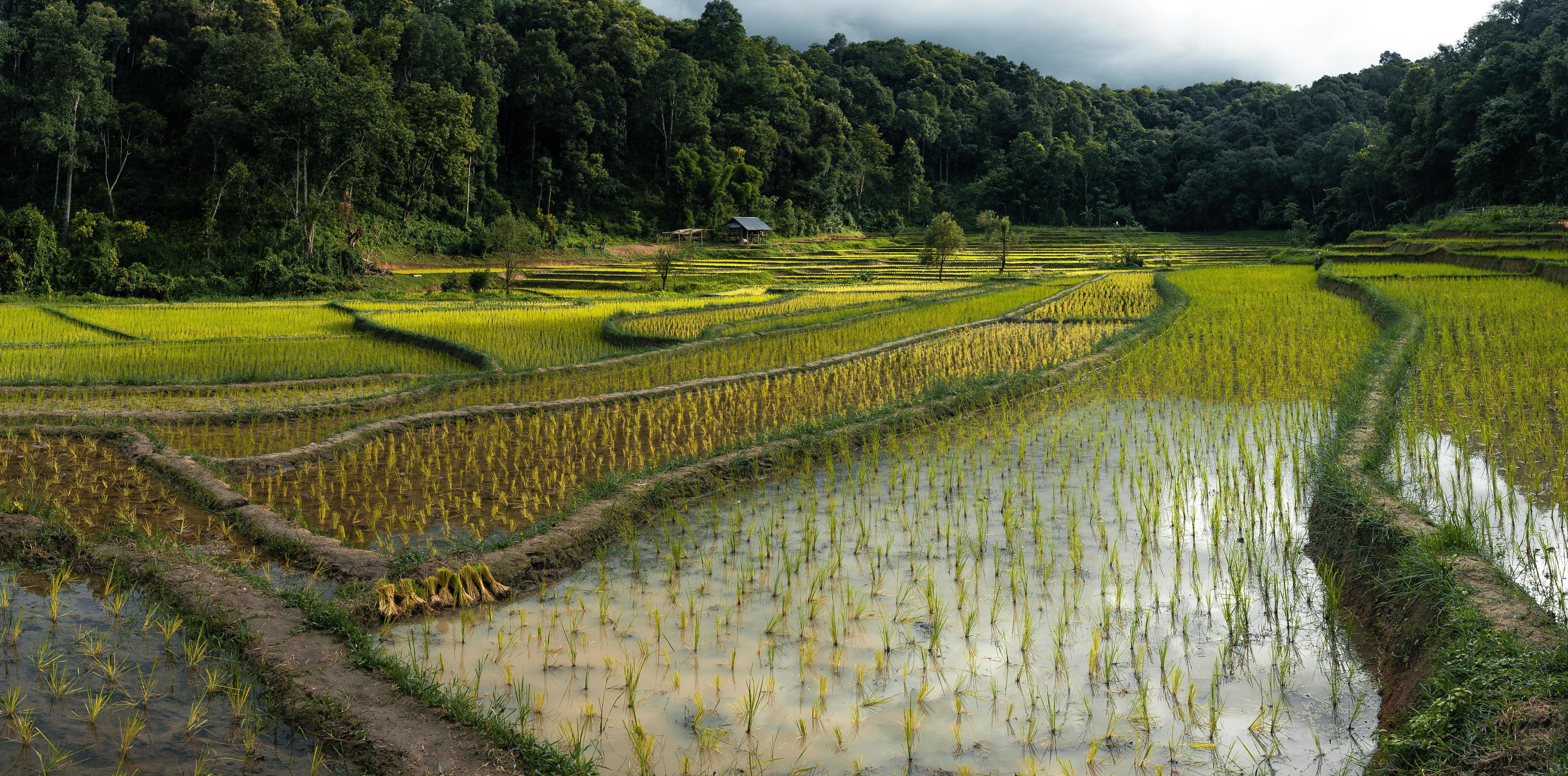 young rice plant in the field Stock Free