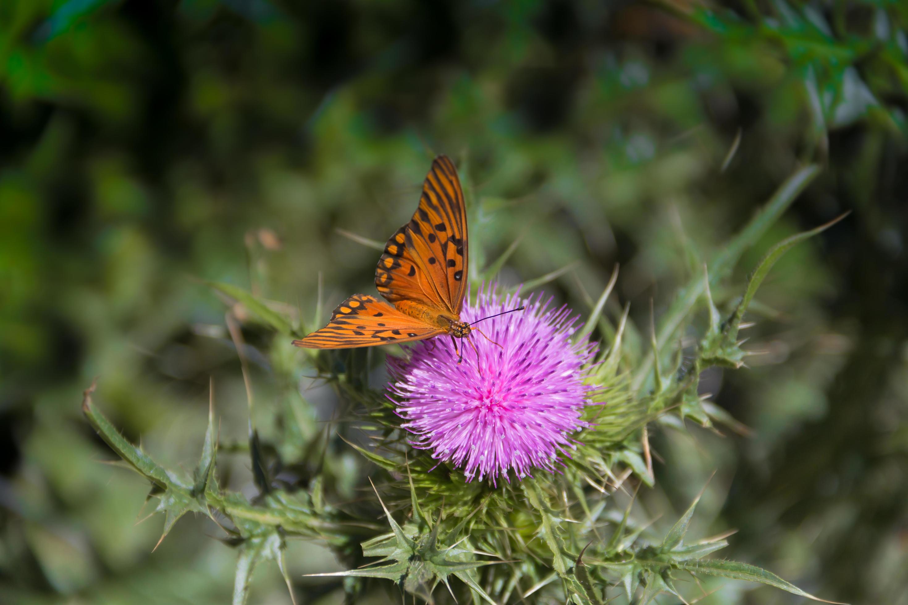 beautiful monarch butterfly fluttering over lilac flowers and thistles Stock Free