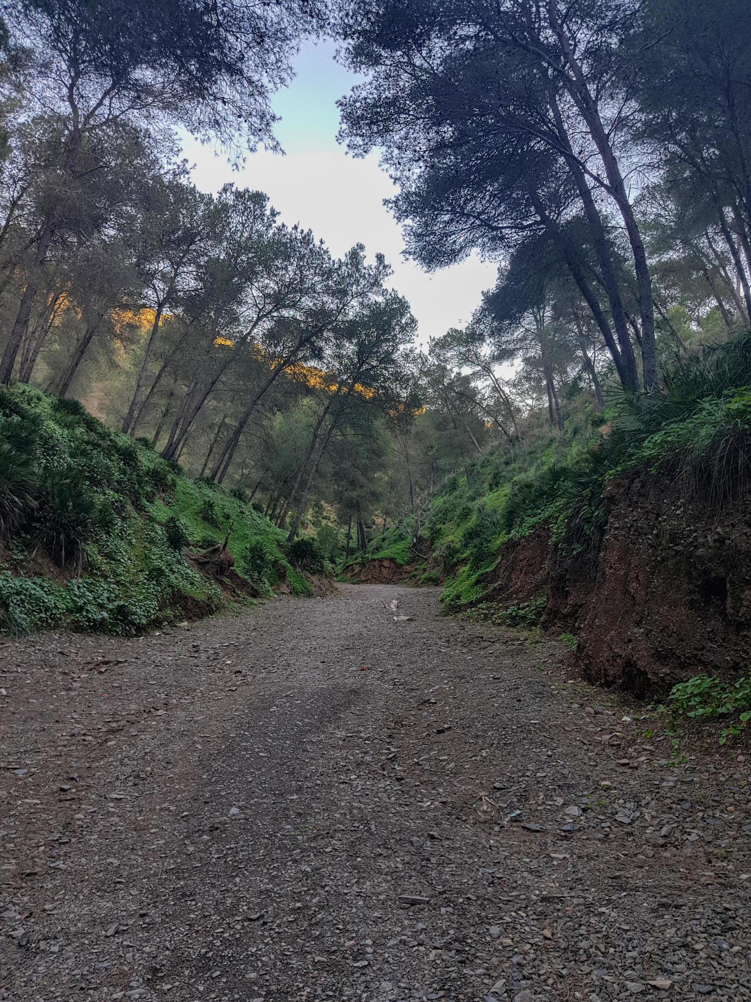 Traversing nature beauty footpath through original pine tree forest Stock Free