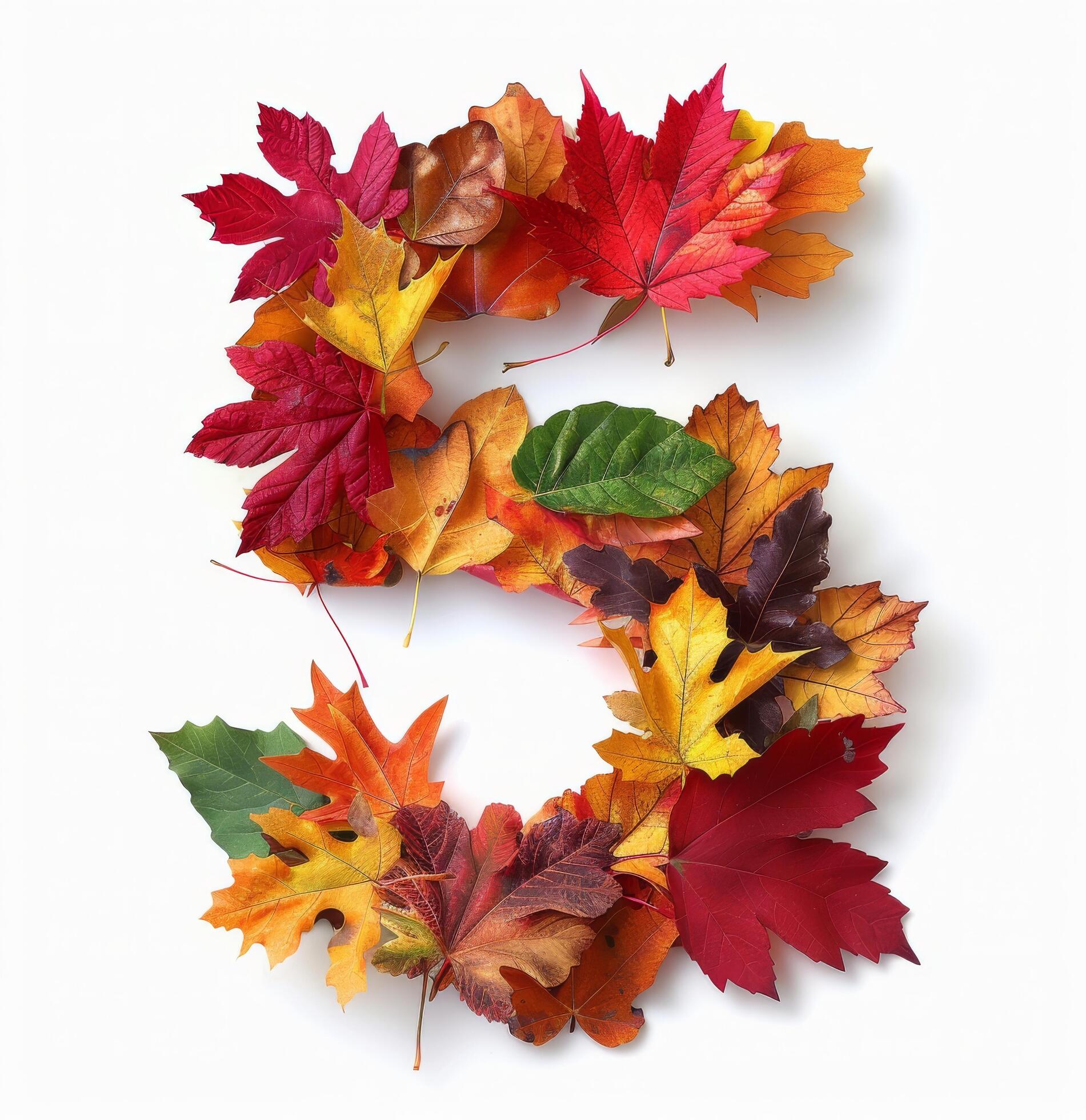 Five Shaped Arrangement of Colorful Autumn Leaves on White Background Stock Free