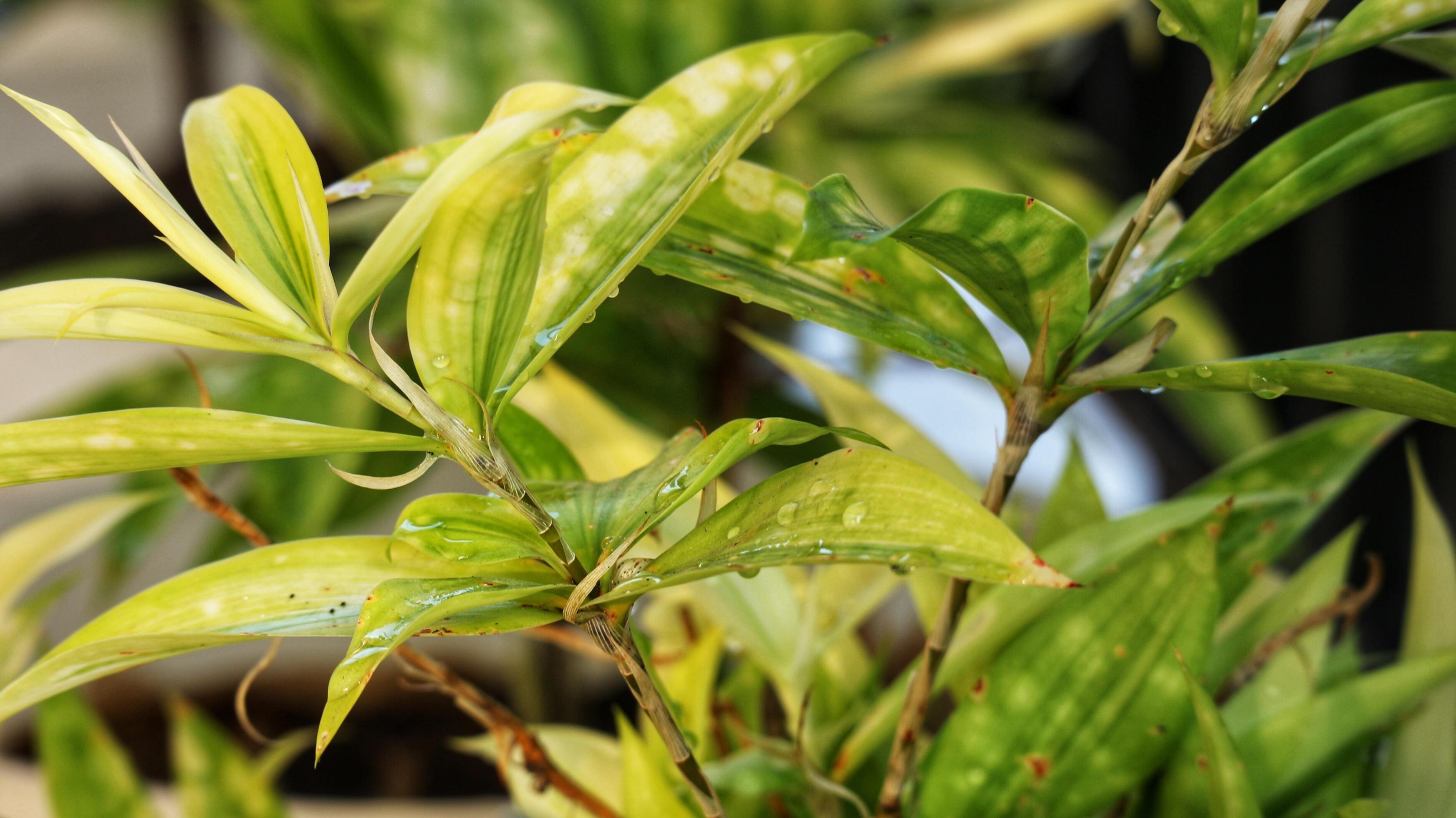 Japanese bamboo, also known as Dracaena Surculosa, is an ornamental plant that belongs to the Asparagaceae family. Stock Free