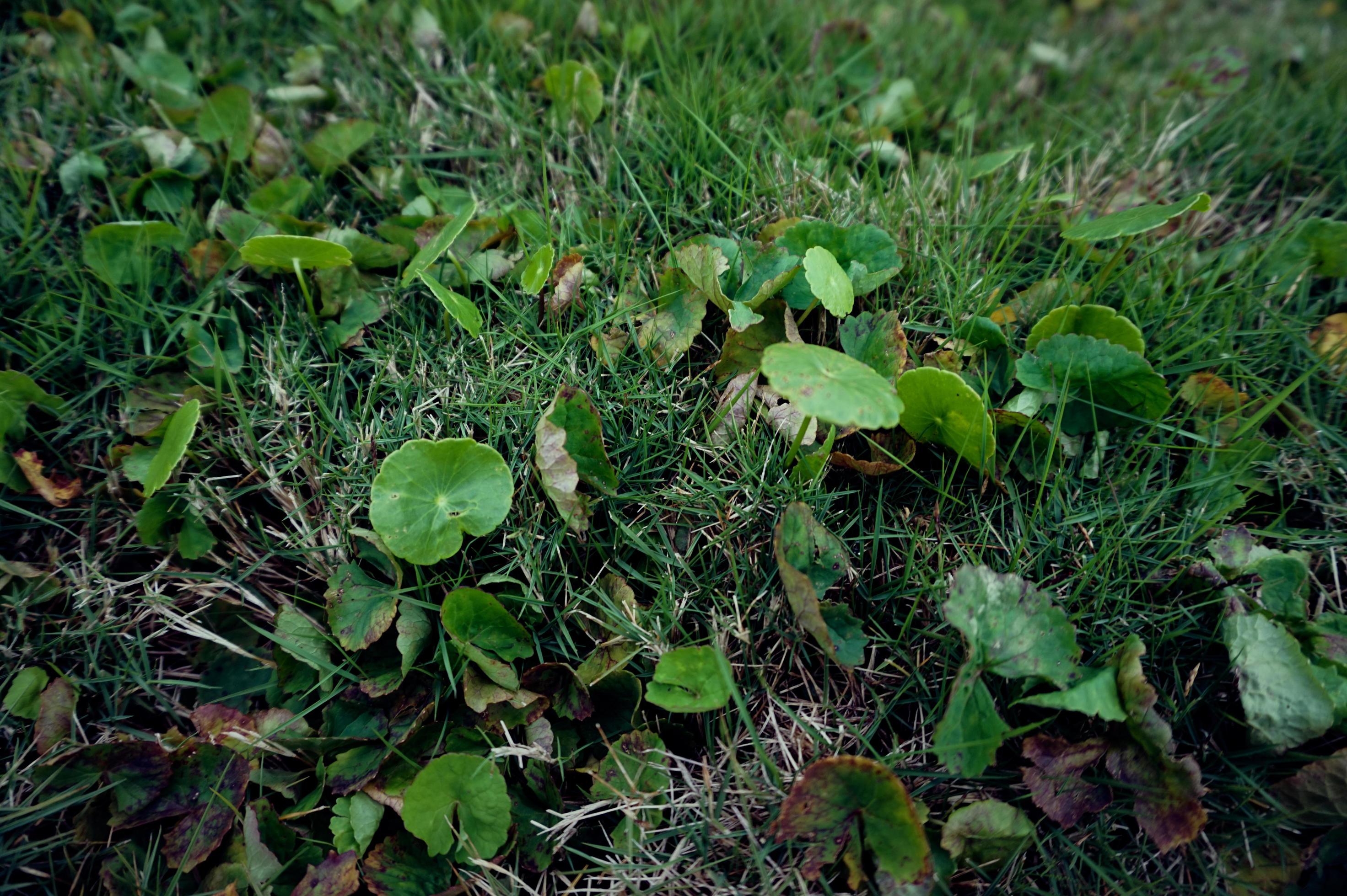 Green grass and weeds in the garden for nature and abstract background. Stock Free