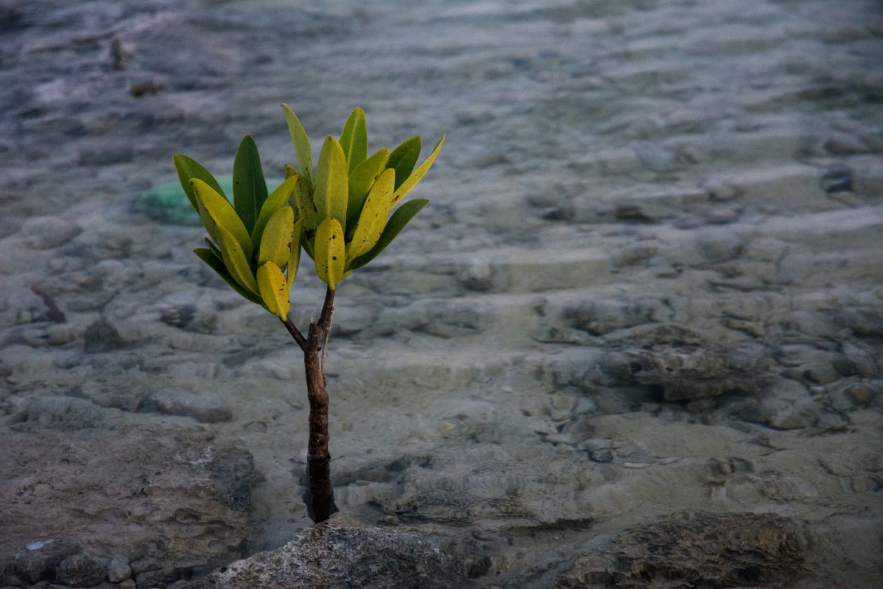 Coastal baby tree Stock Free