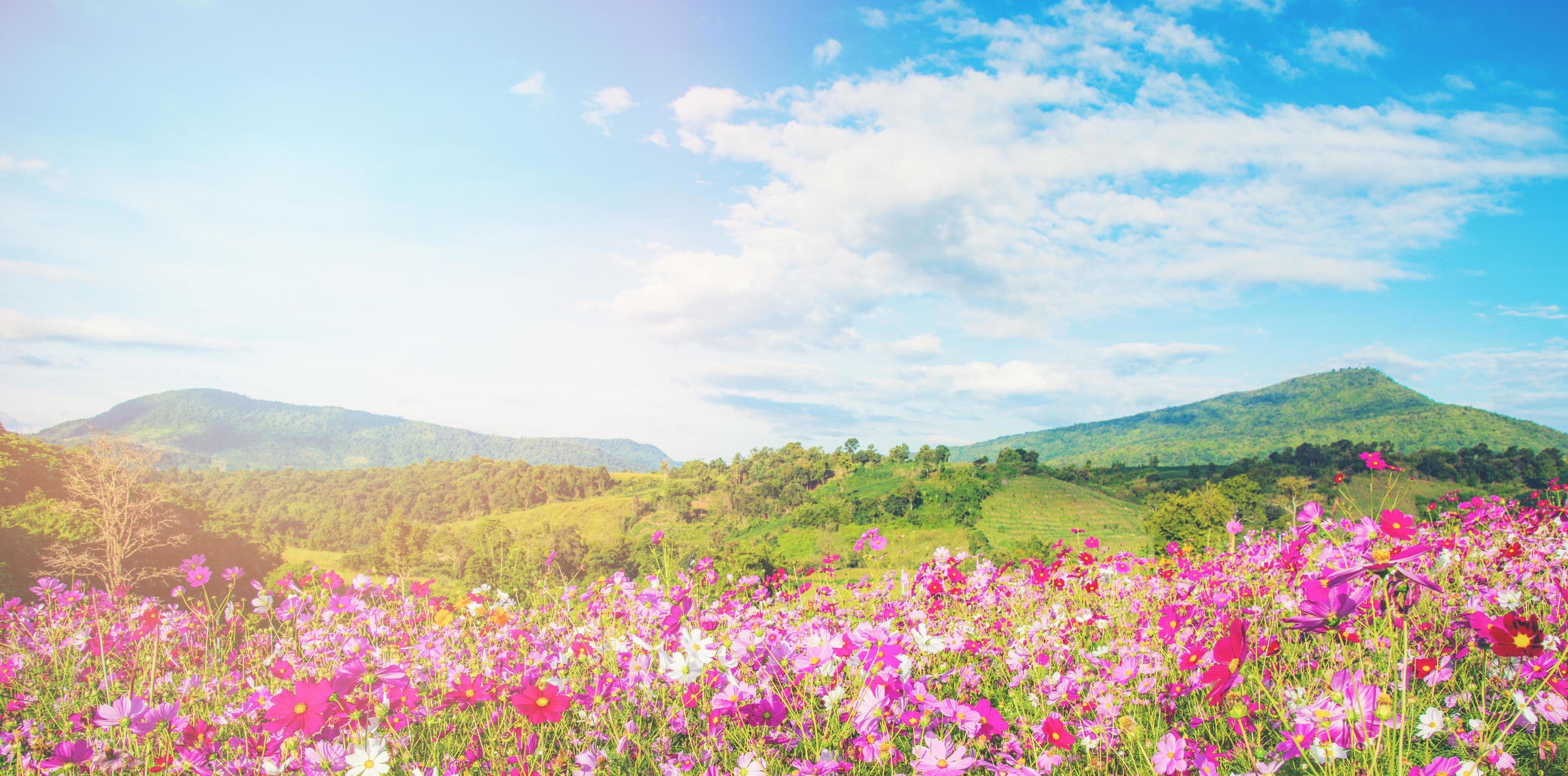 spring flower pink field colorful cosmos flower blooming in the beautiful garden flowers on hill landscape mountain Stock Free