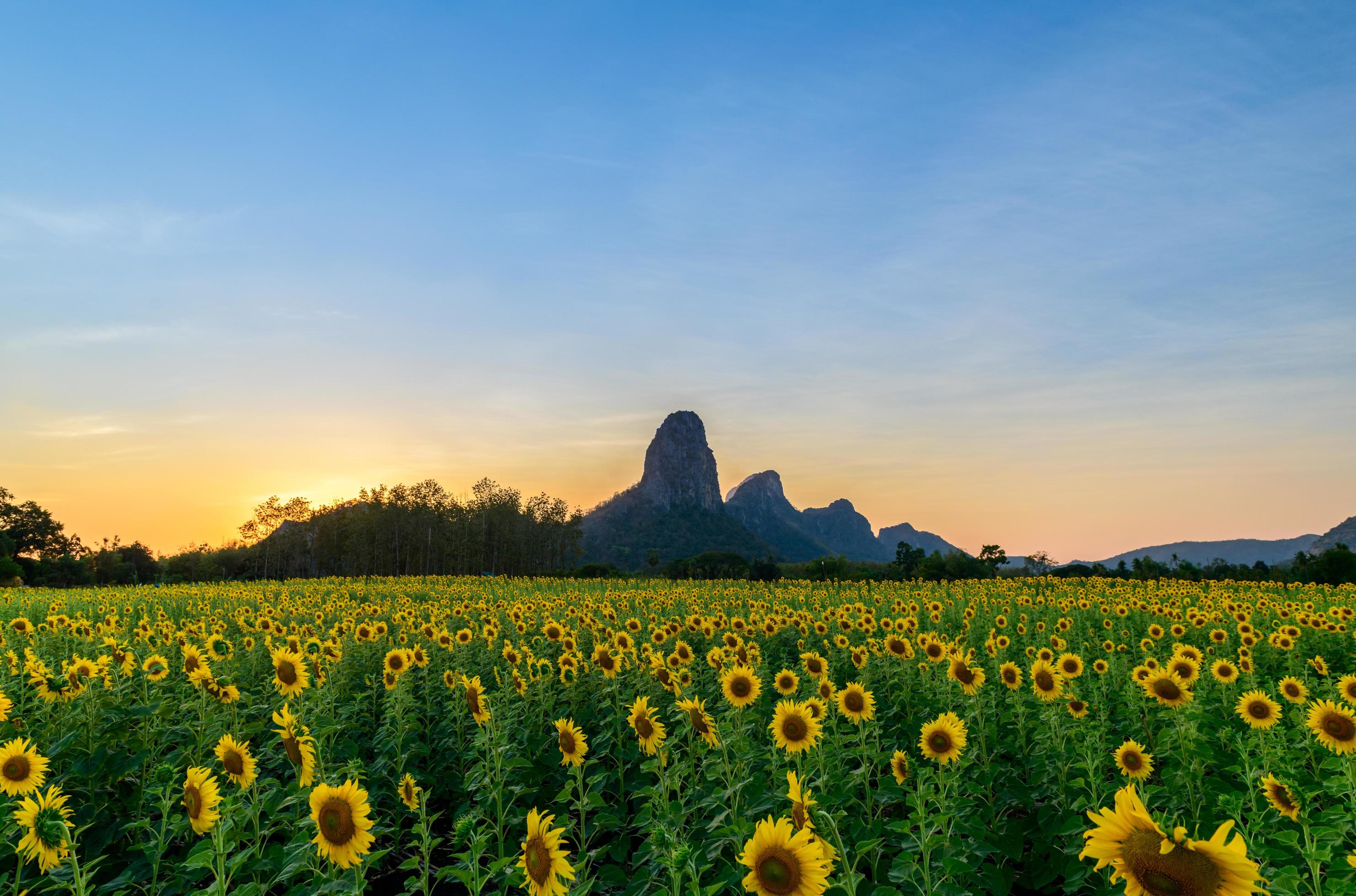 Beautiful sunflower field with Twilight sky on evening at Lop buri, Stock Free