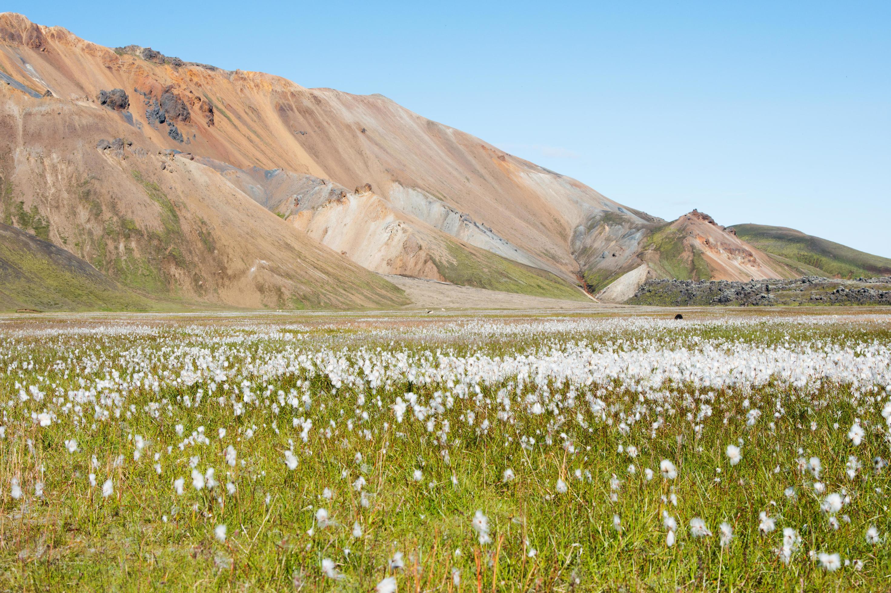 Icelandic meadow with white flowers Stock Free