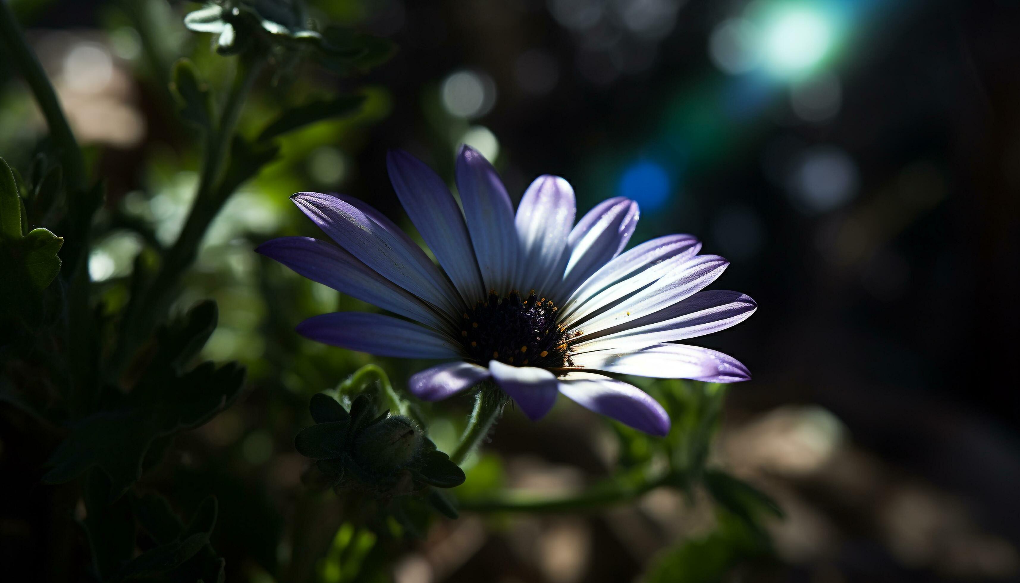 Vibrant chamomile pollen decorates single cosmos flower in sunlight generated by AI Stock Free