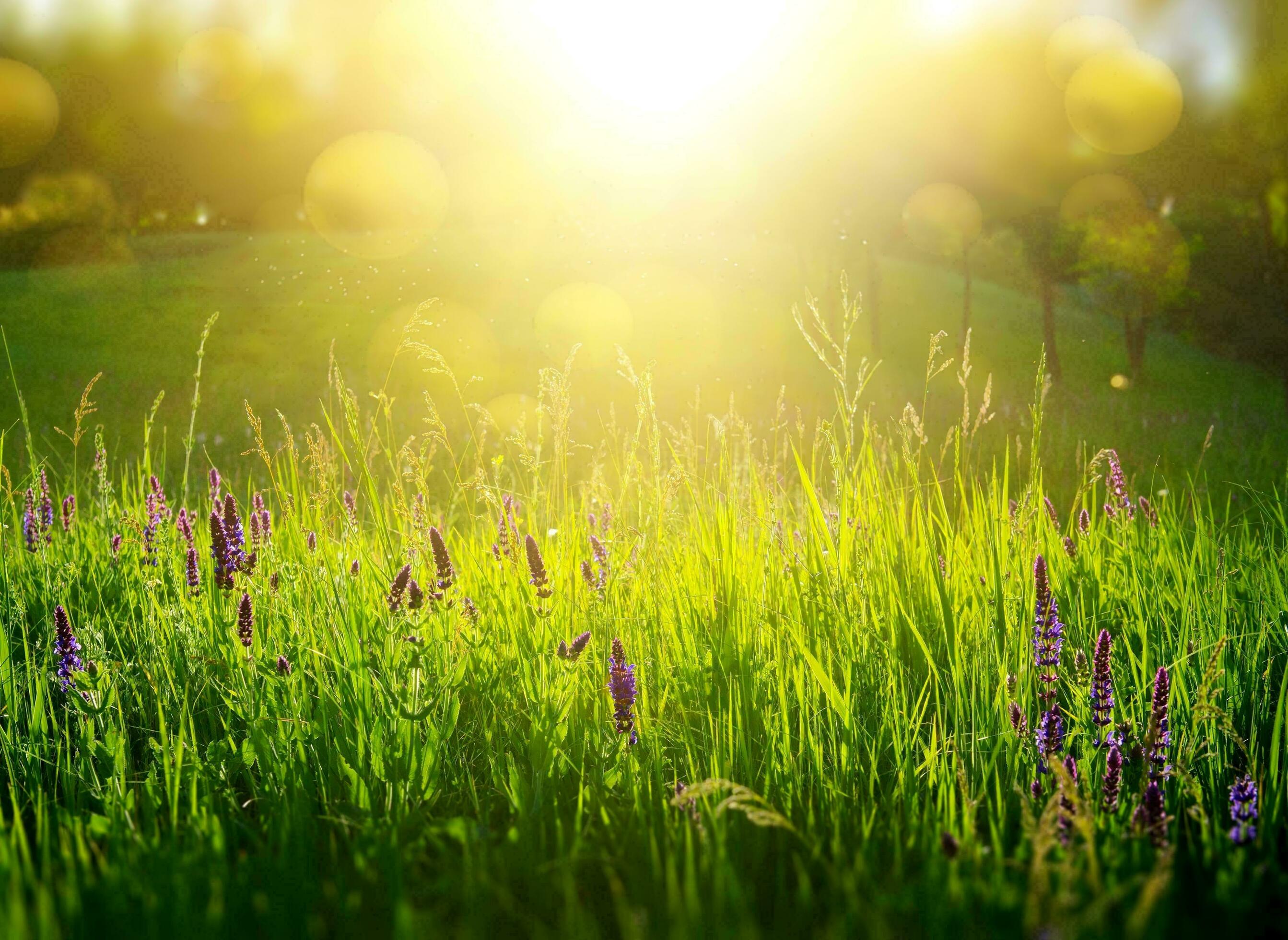 Nature green landscape sky background photo Stock Free