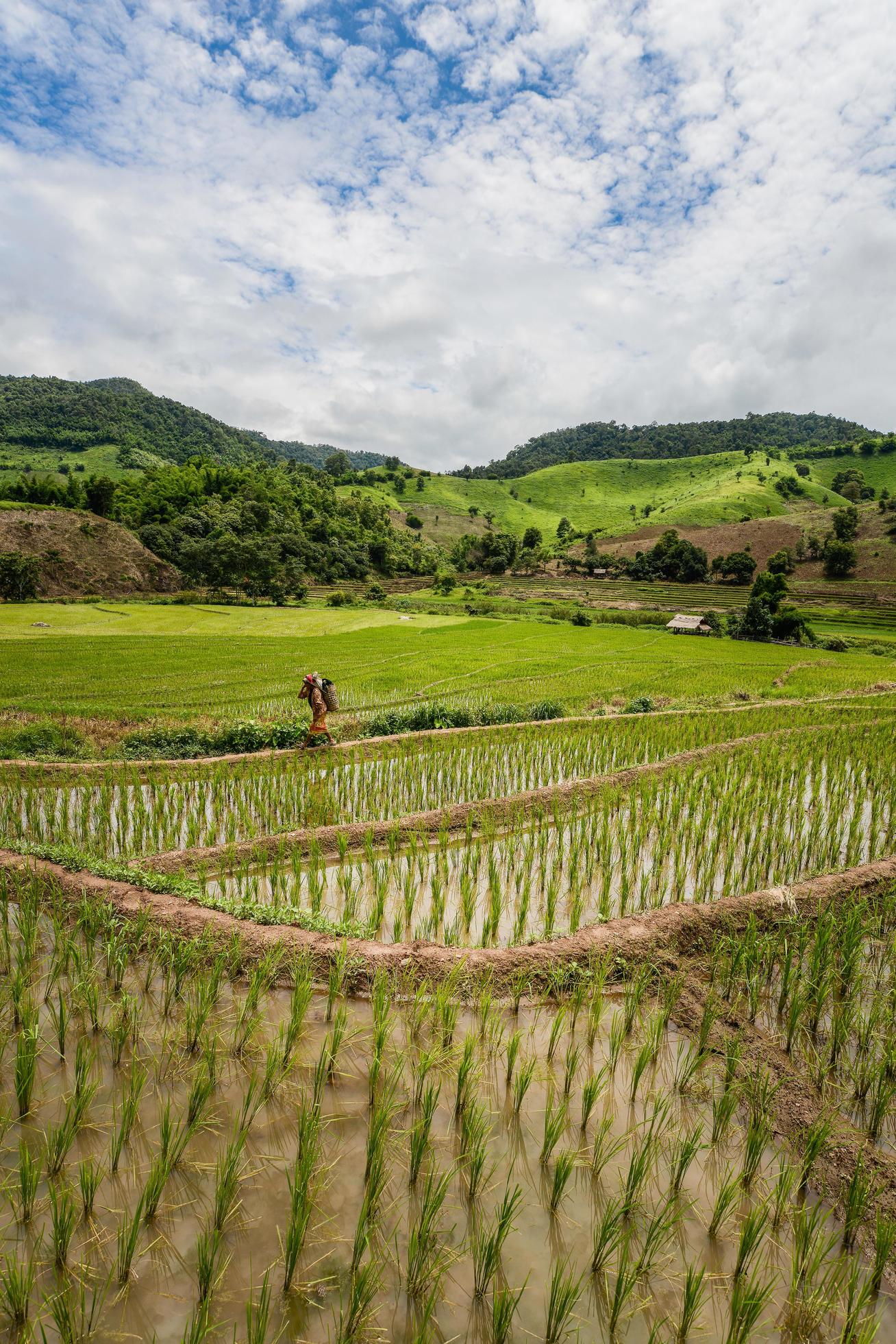 The rice terraces and agriculture filed of the countryside of Chiang Rai province the northern province in Thailand. Stock Free