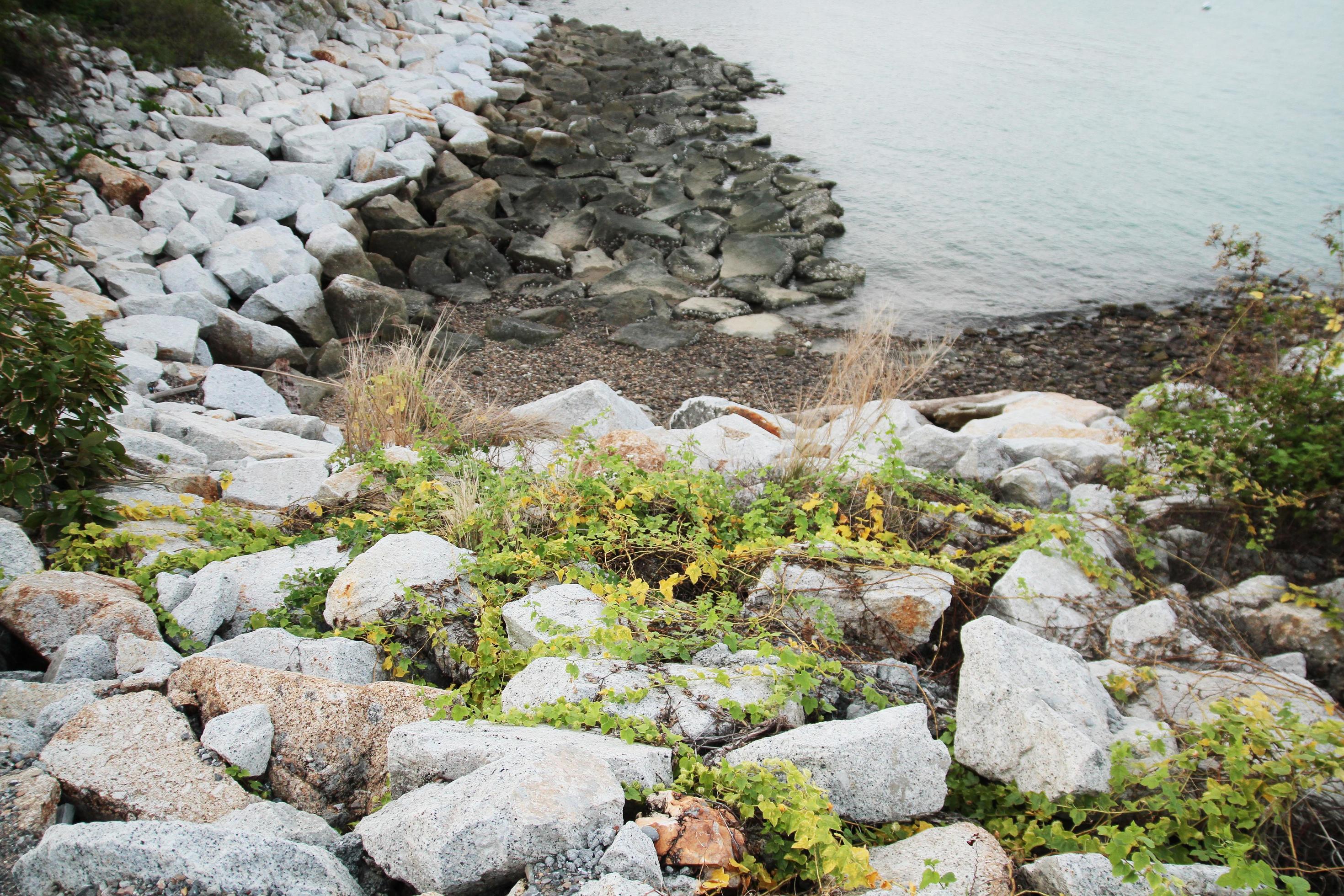 White Rocks beach and Ivy plant on the seaside Stock Free