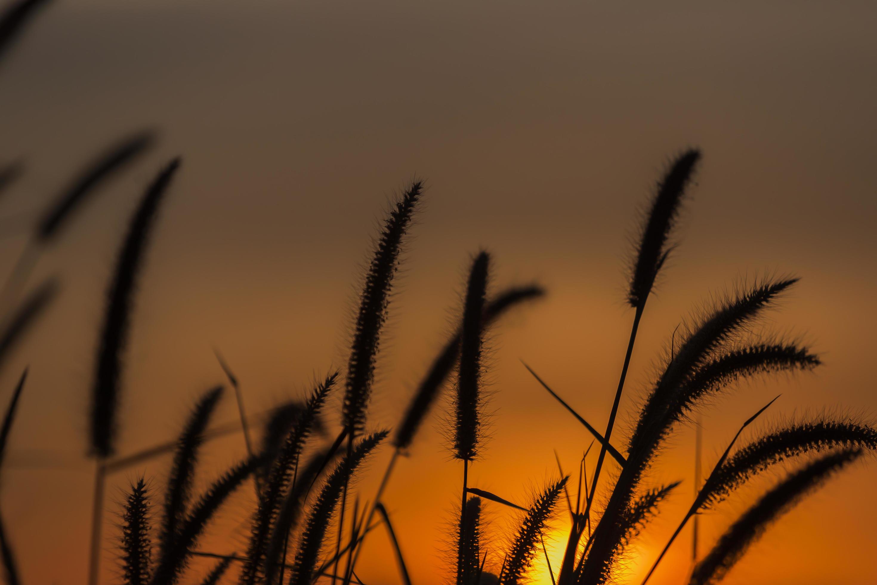 Silhouette of grass flower in sunset. Stock Free