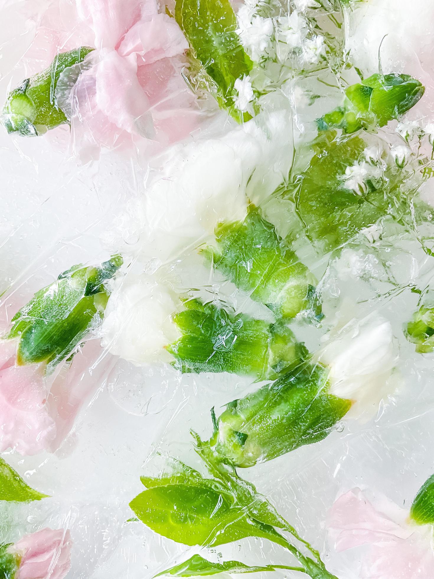 carnation, garden flowers frozen in ice. backgraund Stock Free