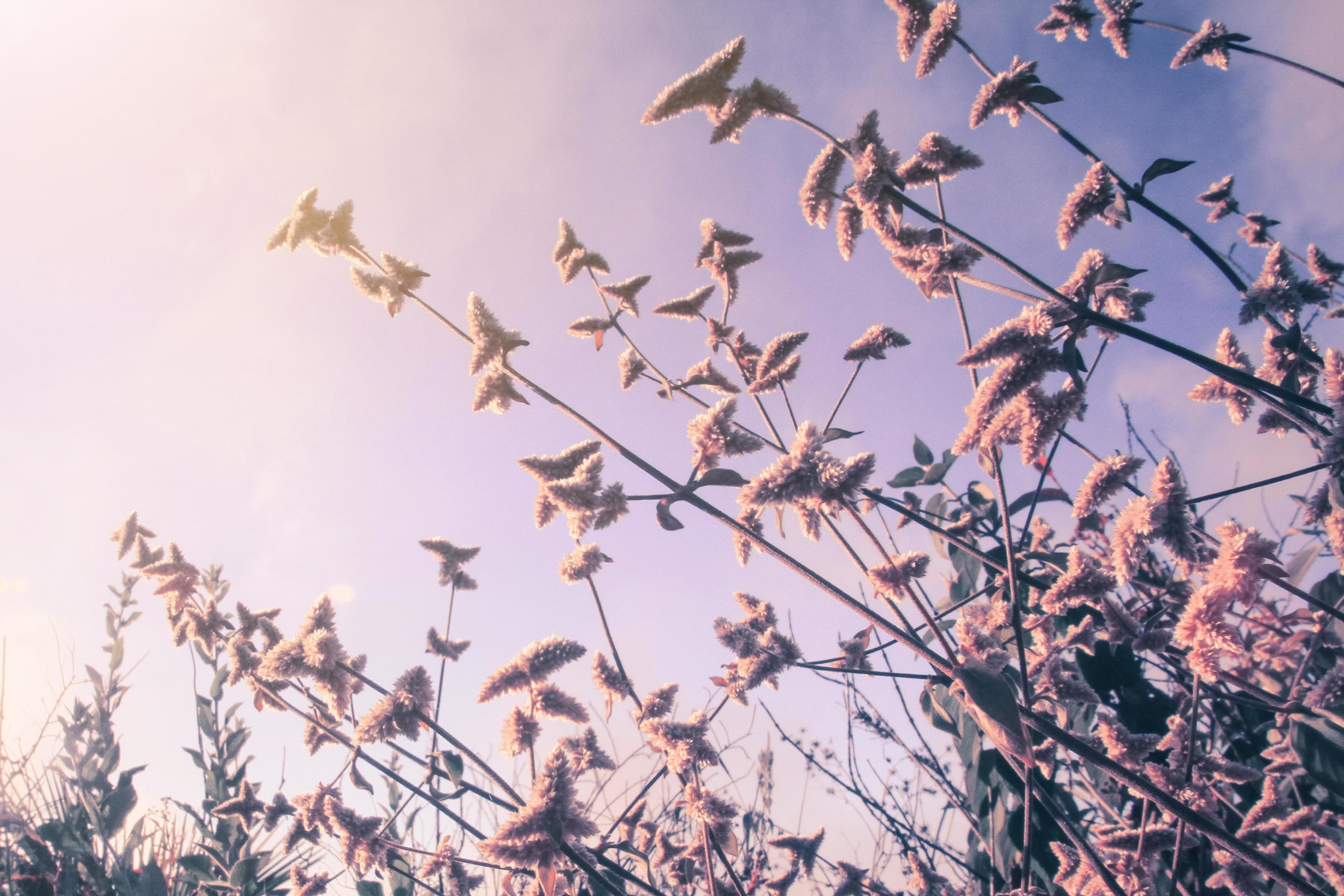 Silhouette golden light with blurred wild grass flowers in sunset blossom in forest. Vintage tone color style. Stock Free