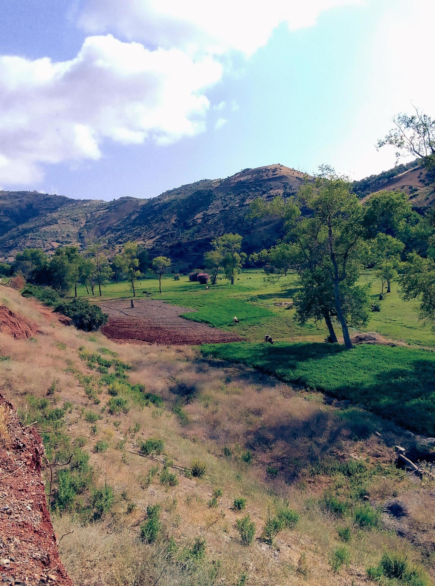 Cattle grazing field a journey into the heart of nature’s tranquil and picturesque scenes Stock Free