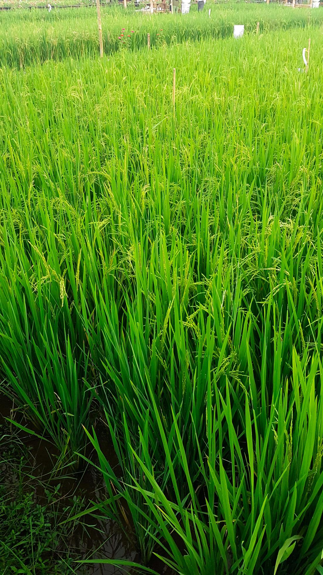 view of green rice fields Stock Free