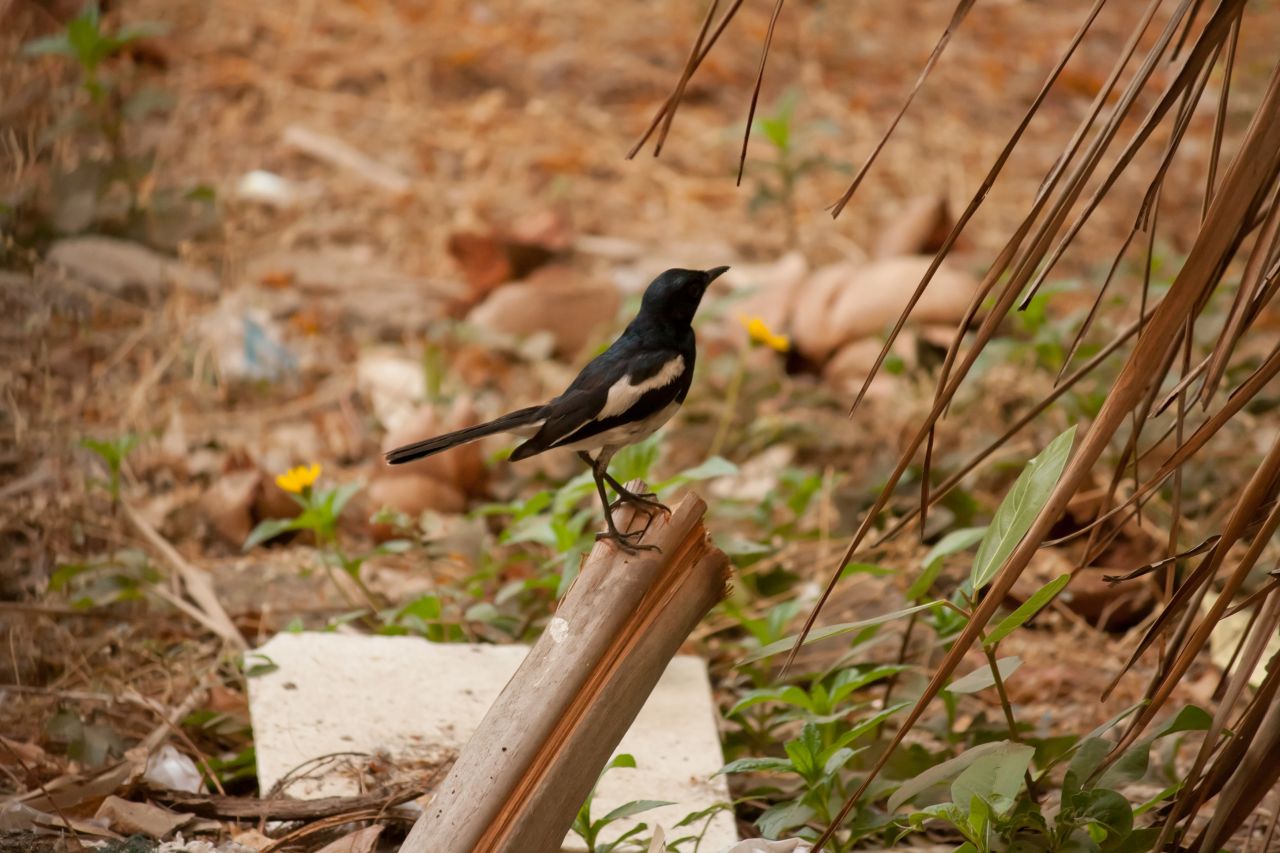 
									Small Black Bird Stock Free