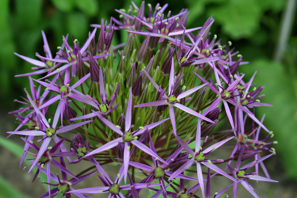 Allium Stock Free