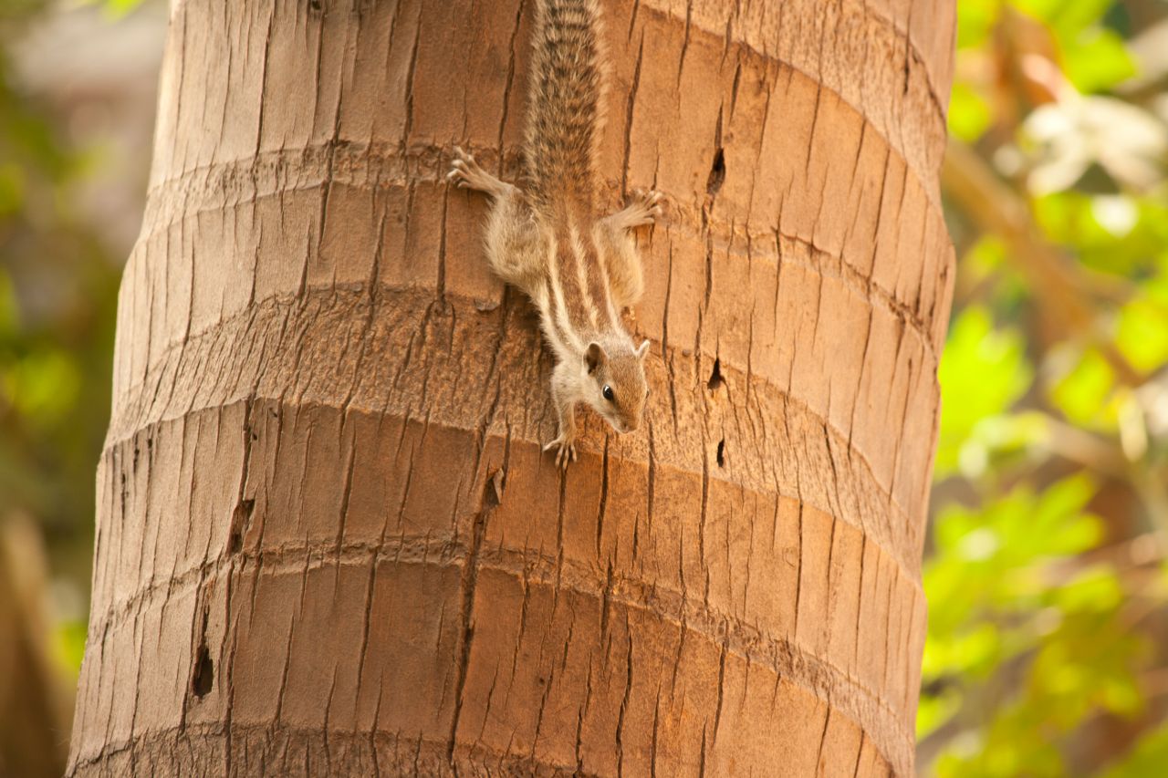 Squirrel Climbing Down Tree Stock Free