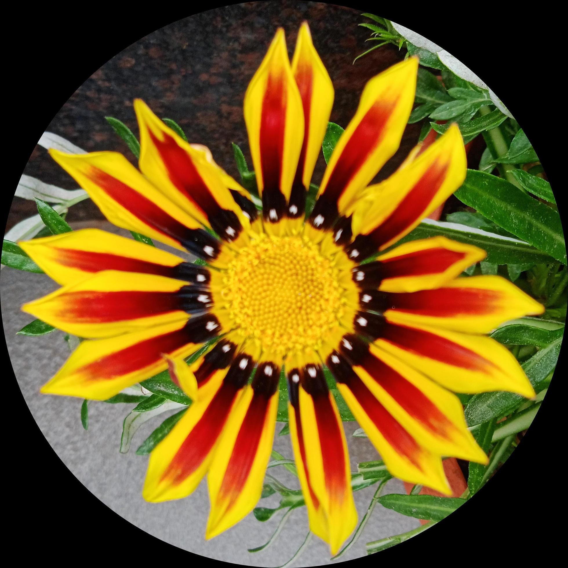 yellow flower in circle frame Stock Free