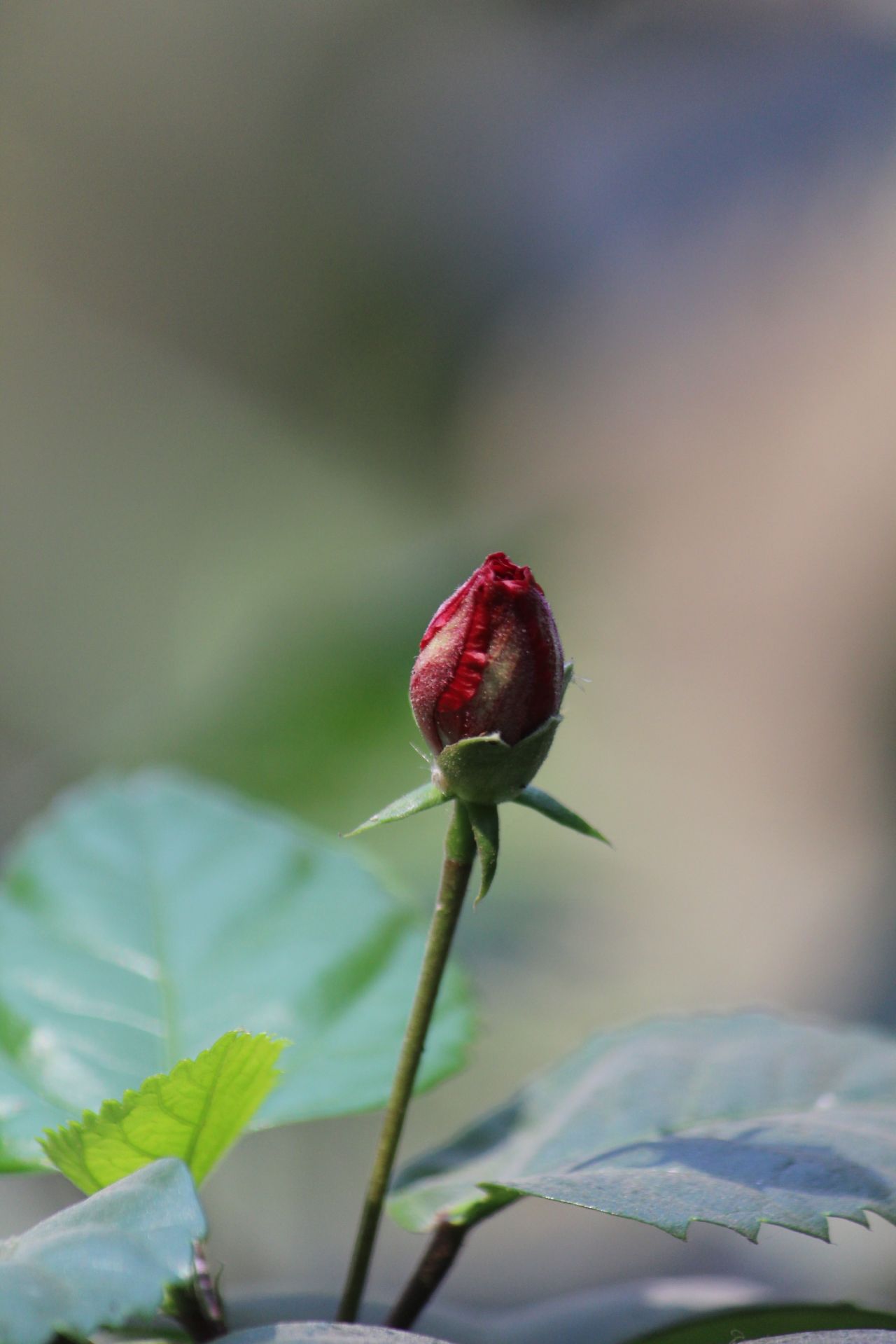 Red Flower Bud Stock Free