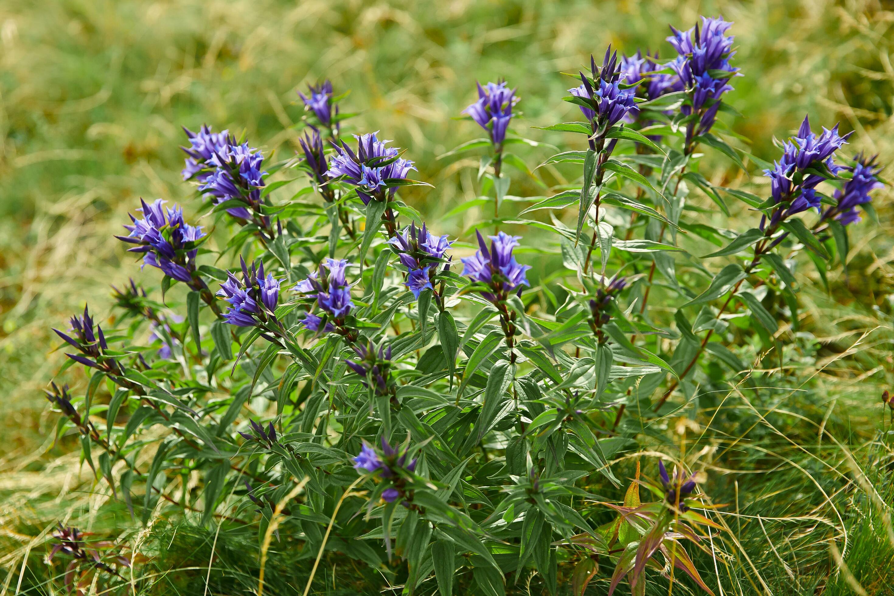 mountain flowers in green grass. Gentiana asclepiadea Stock Free