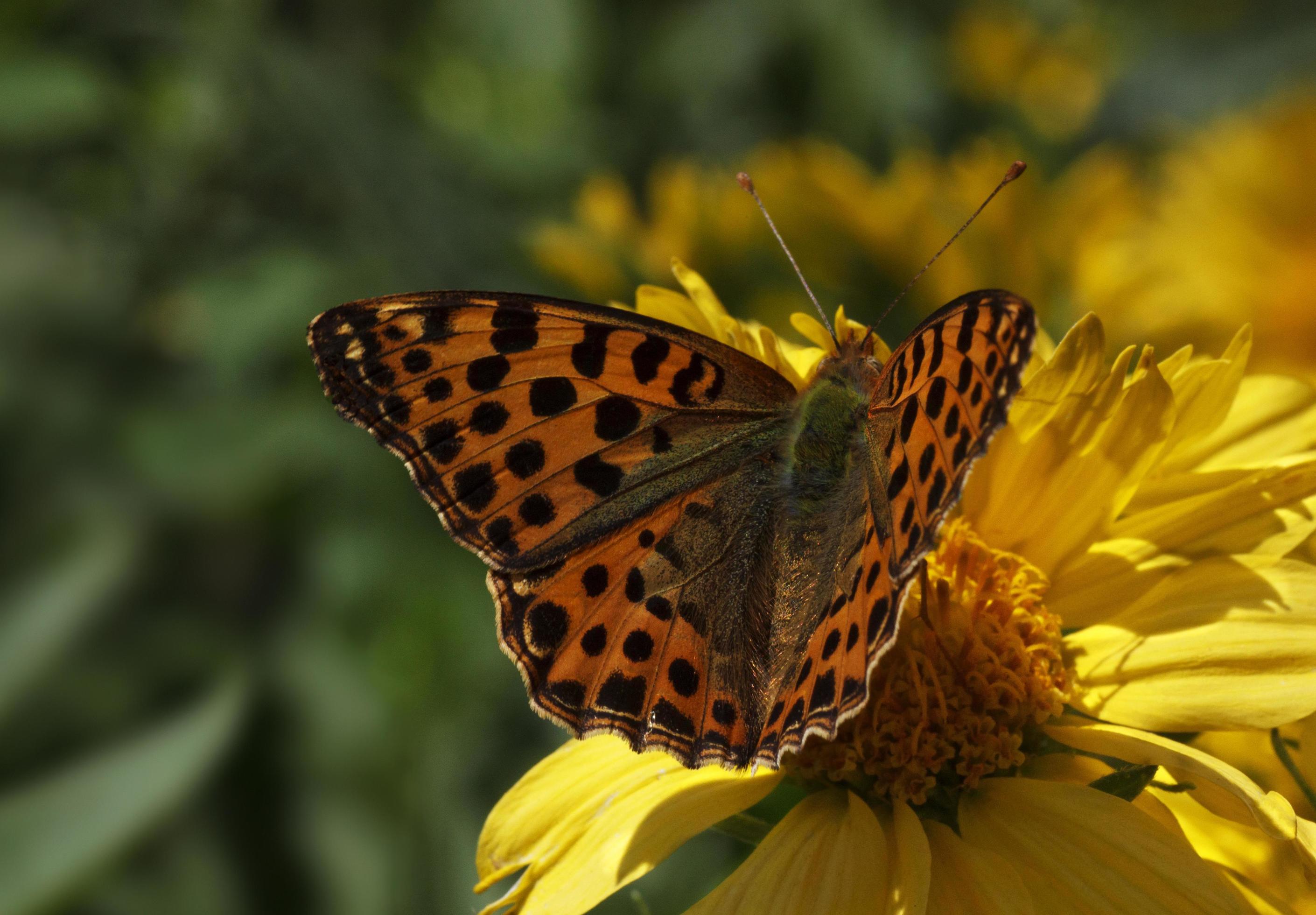 Cardinal butterfly sitting on yellow flower Stock Free