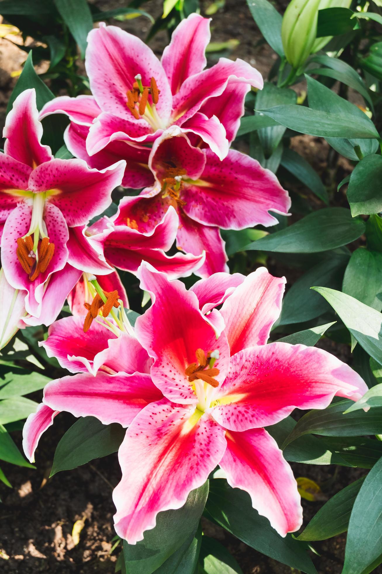 Beautiful pink lily flower in botanic garden floral decoration Stock Free