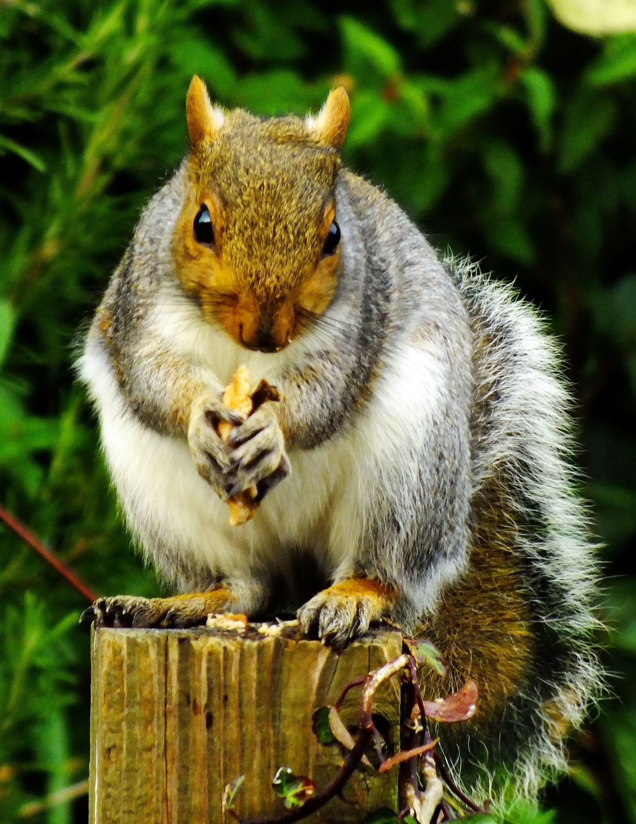 Squirrel Eating Outdoors Stock Free