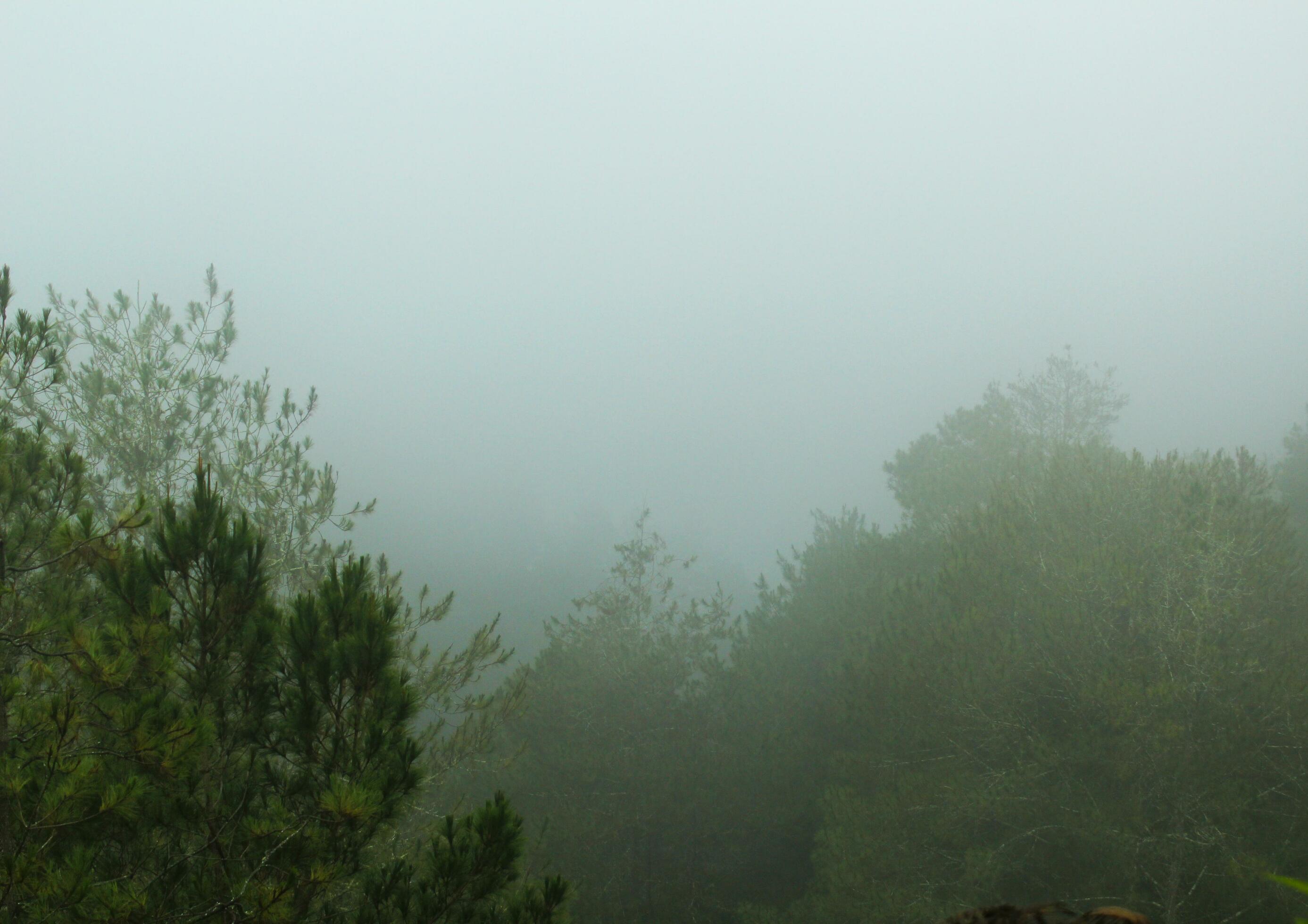 foggy forest landscape. spooky mountain forest nature themed background with fog mood. Stock Free