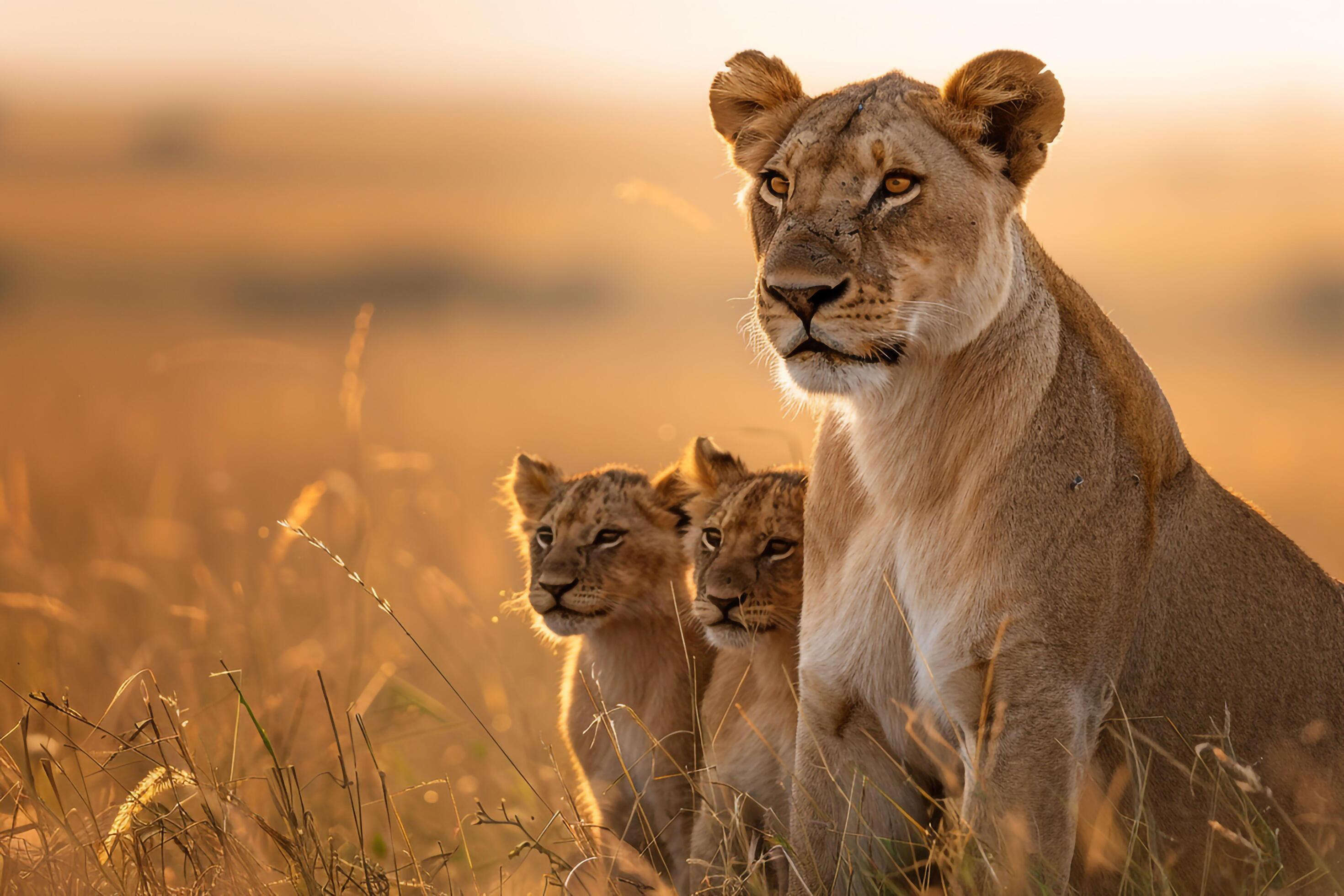 Lioness with cubs in the savannah. nature background. warm. familial scene with natural beauty and playful interaction Stock Free